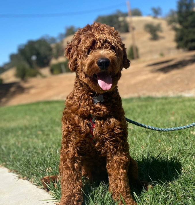 A brown curly-haired dog sitting on a grassy area with a leash, tongue out, and a black collar with a bone-shaped tag, with a sunny outdoor background.