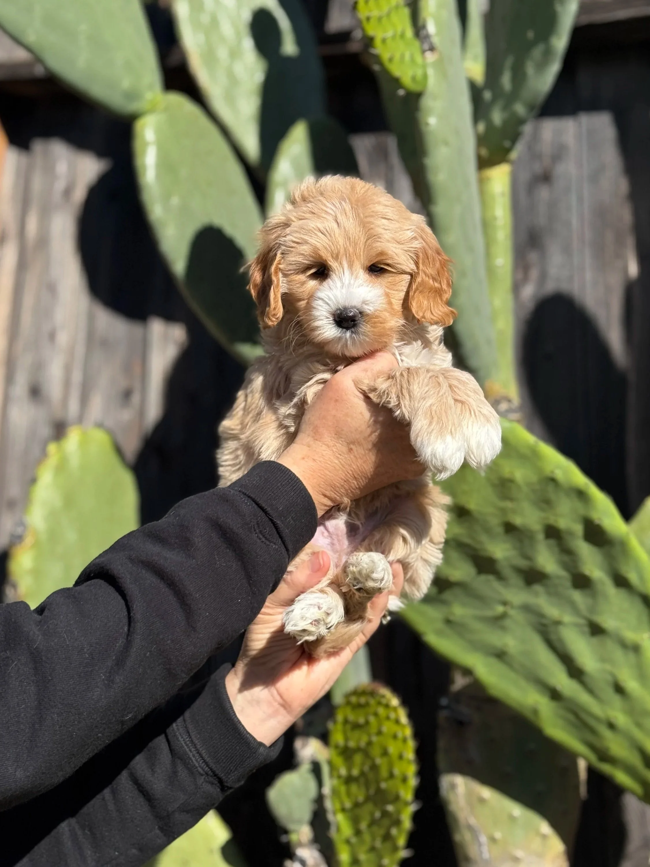 A person holding a light-colored puppy with floppy ears in front of large cactus plants.
