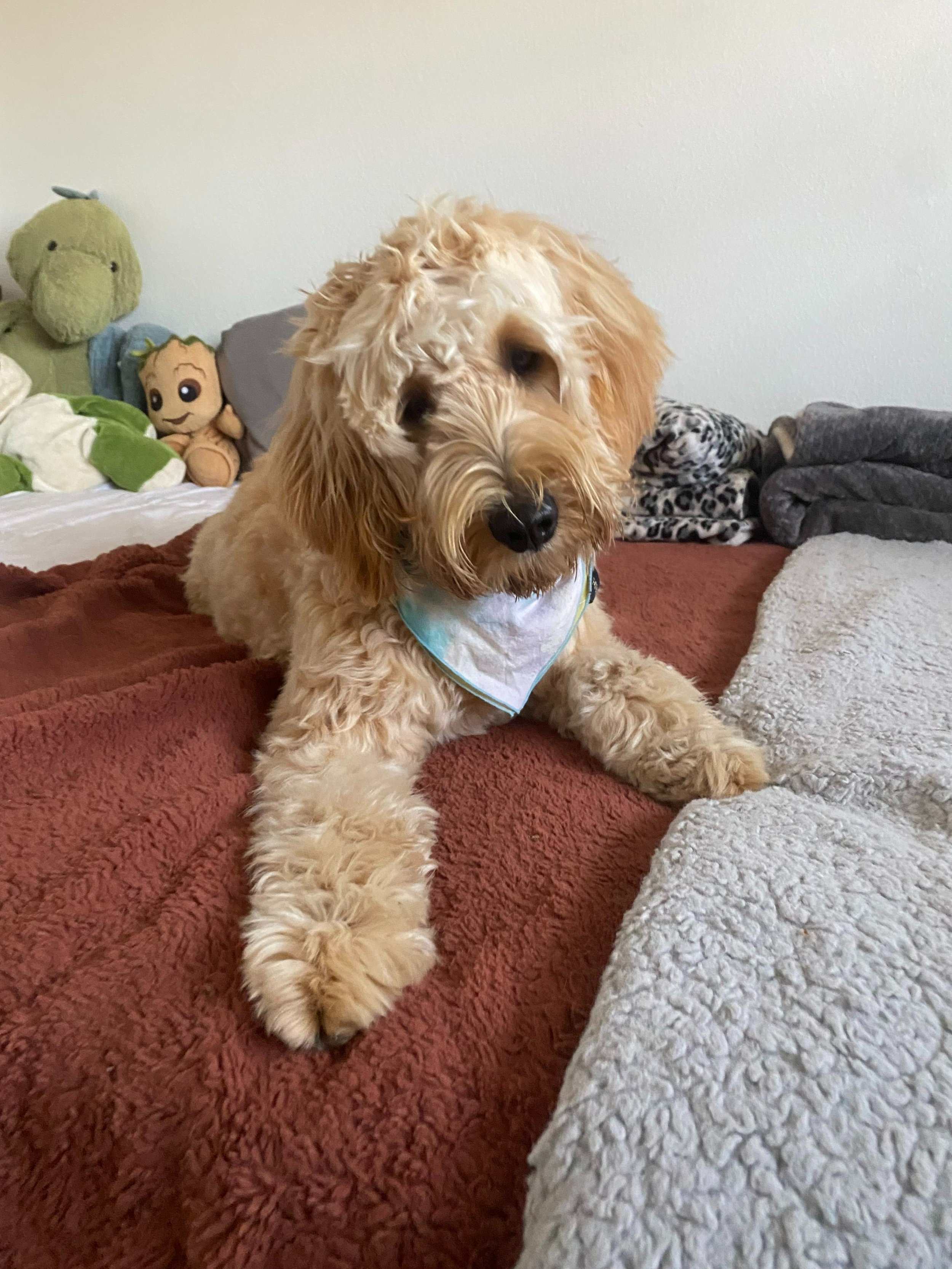 A golden doodle puppy with curly fur, lying on a bed with a reddish-brown blanket, wearing a light blue bandana, in a room with stuffed animals and blankets in the background.