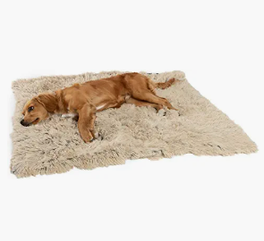 A golden retriever puppy lying on a beige shaggy rug.