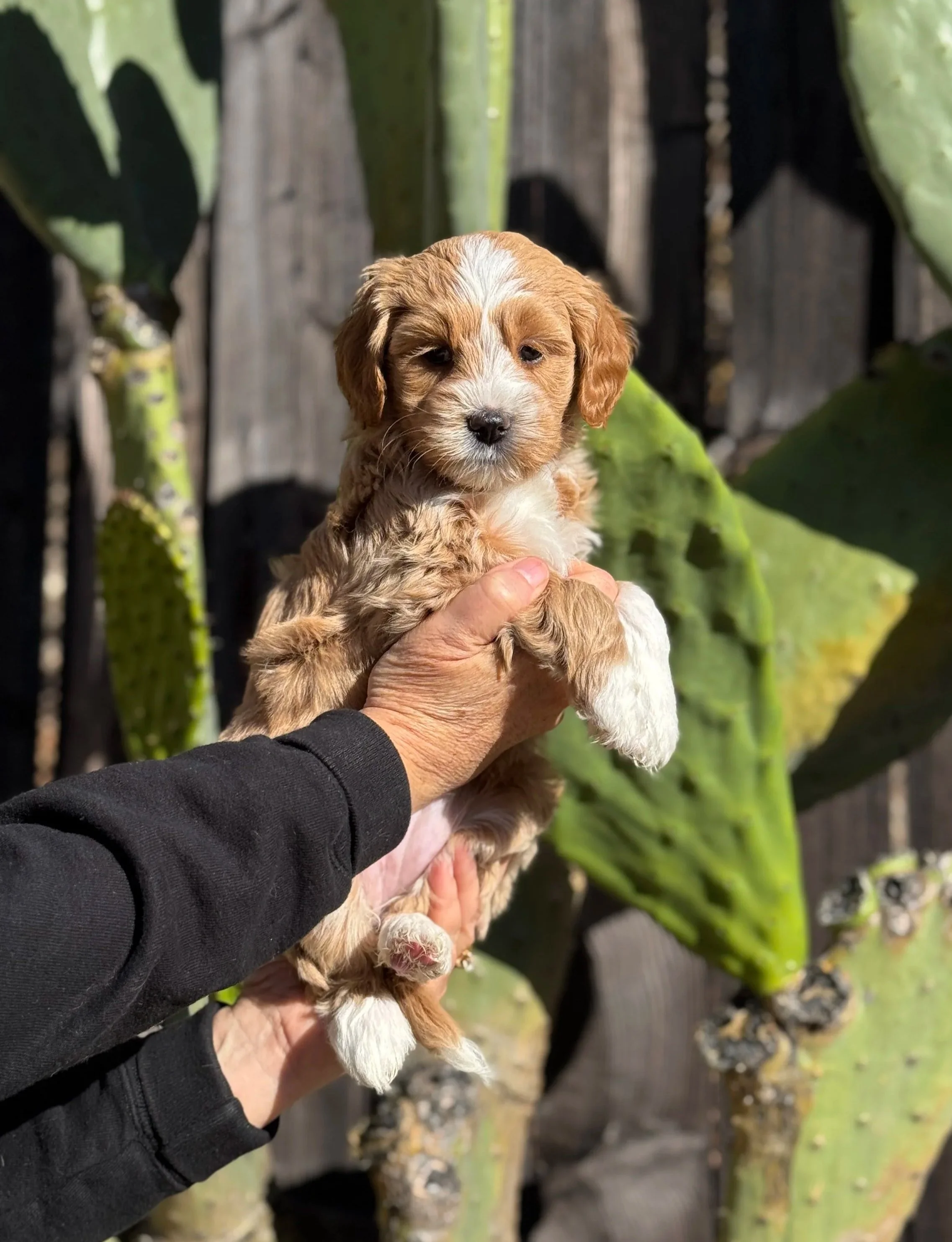 A small brown and white puppy being held up by a person's hand outdoors with large green cactus plants in the background.