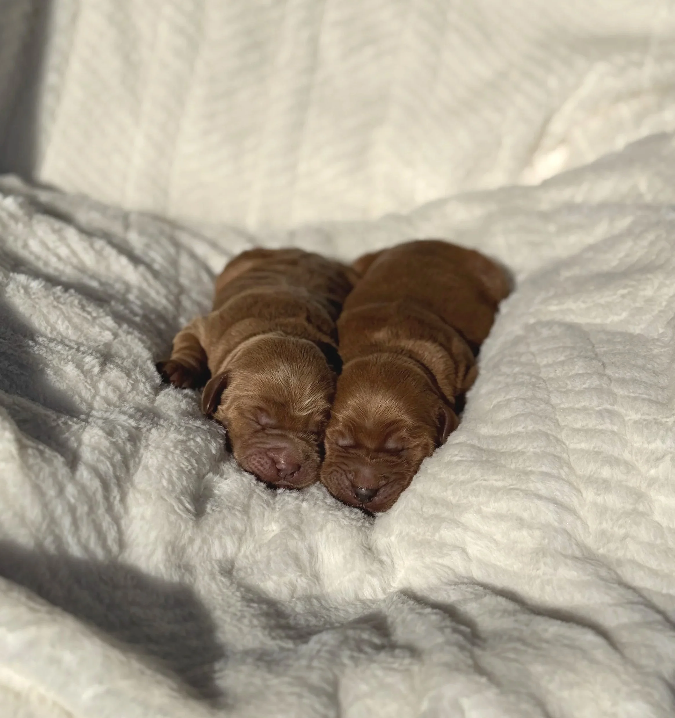 Two newborn puppies sleeping on a white blanket.