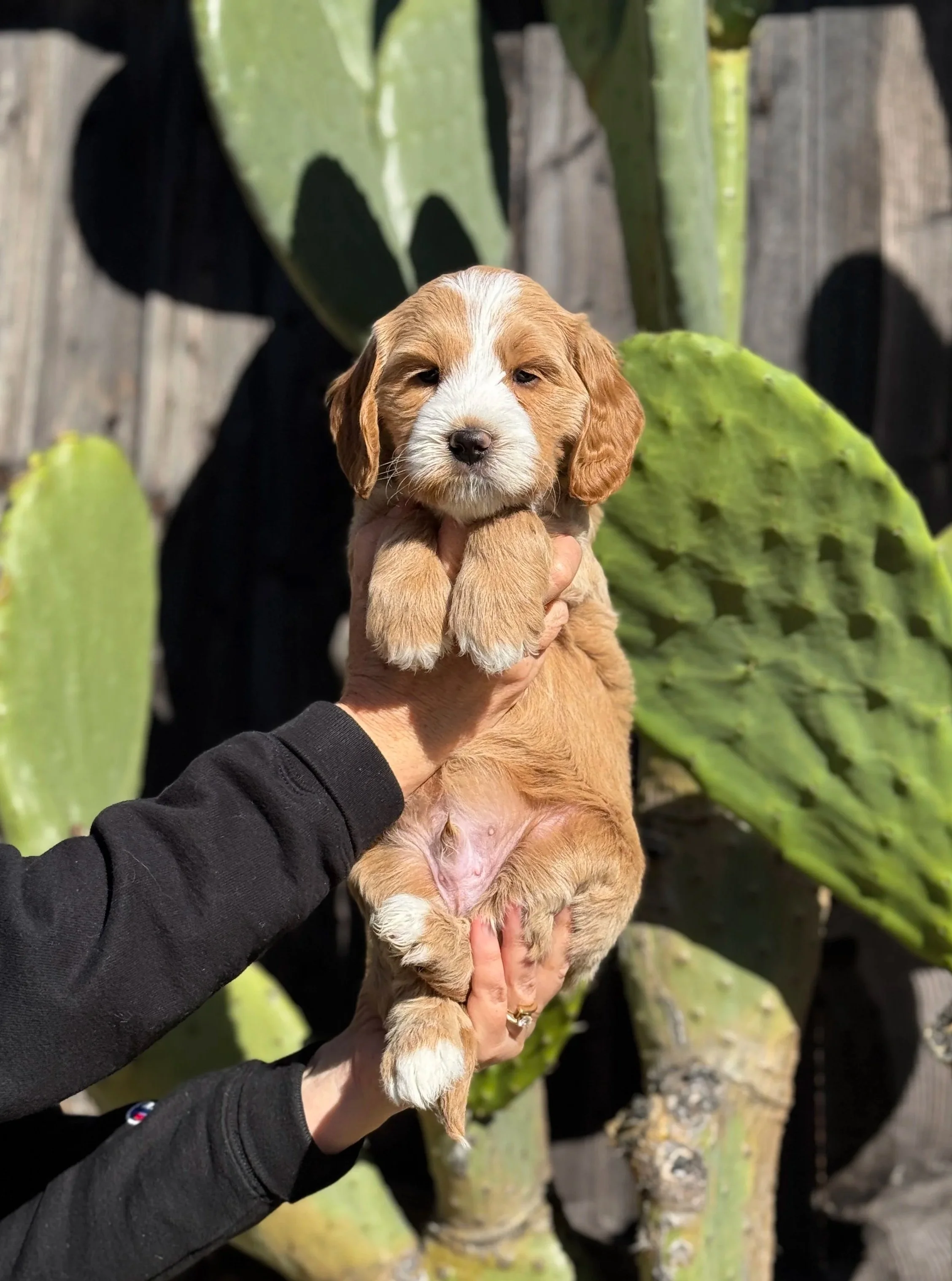 A person holding a cute, tan and white puppy with floppy ears in front of a background of large cactus plants.