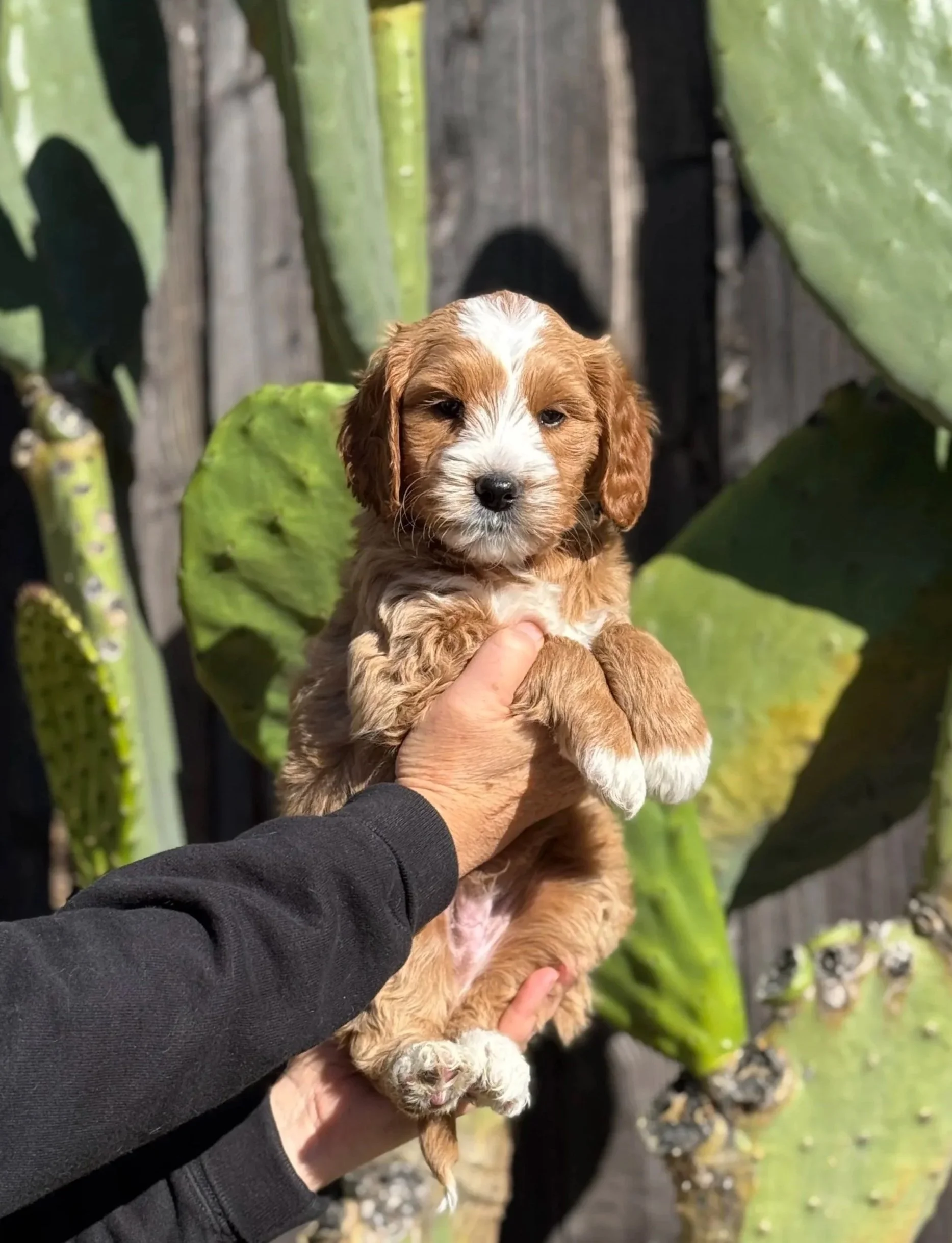 Person holding a cute, fluffy brown and white puppy with floppy ears in front of large green cactus plants.
