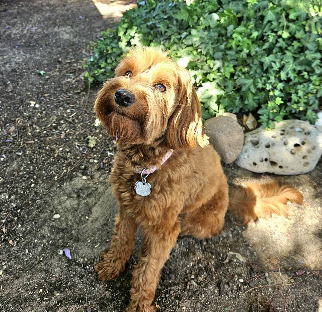 A cute brown dog with long ears and a fluffy tail sitting on dirt next to green bushes and a white rock.