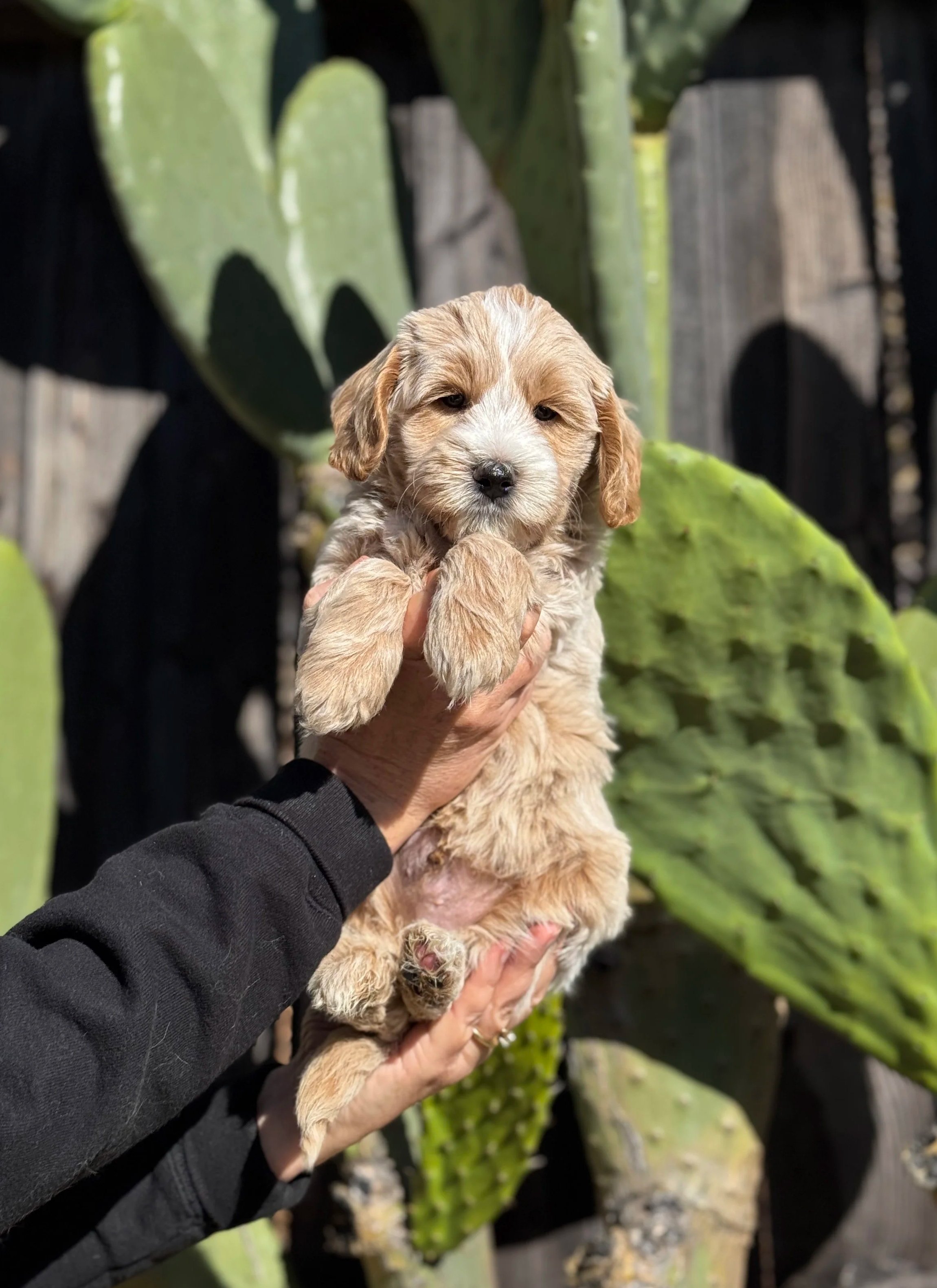 A person holding a small, fluffy, tan and white puppy in front of large green cactus plants.