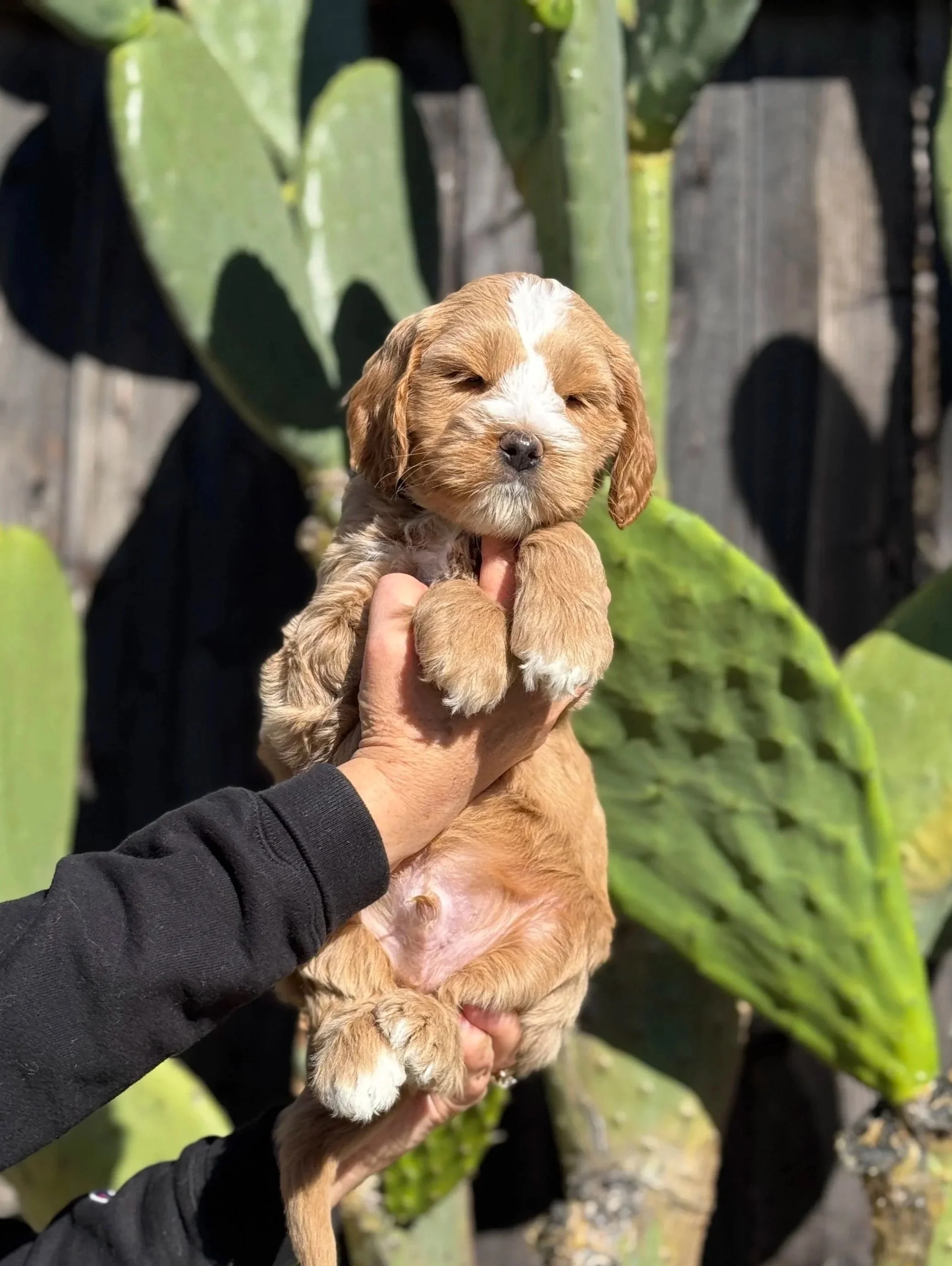 A small brown and white puppy being held up outdoors in front of large green cactus leaves.