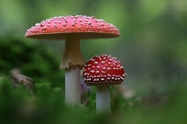 THE HEALING PATH OF AMANITA MUSCARIA