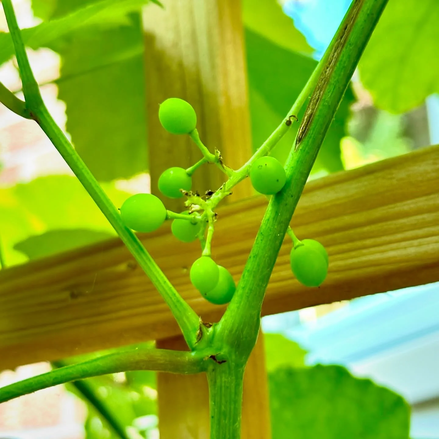 Looks like one of our young vines is going to give it a go this year with its first attempt at producing grapes. I don&rsquo;t think it could get much smaller than this single little bunch on the vine ;)

#grapes #grapevine #grapes🍇