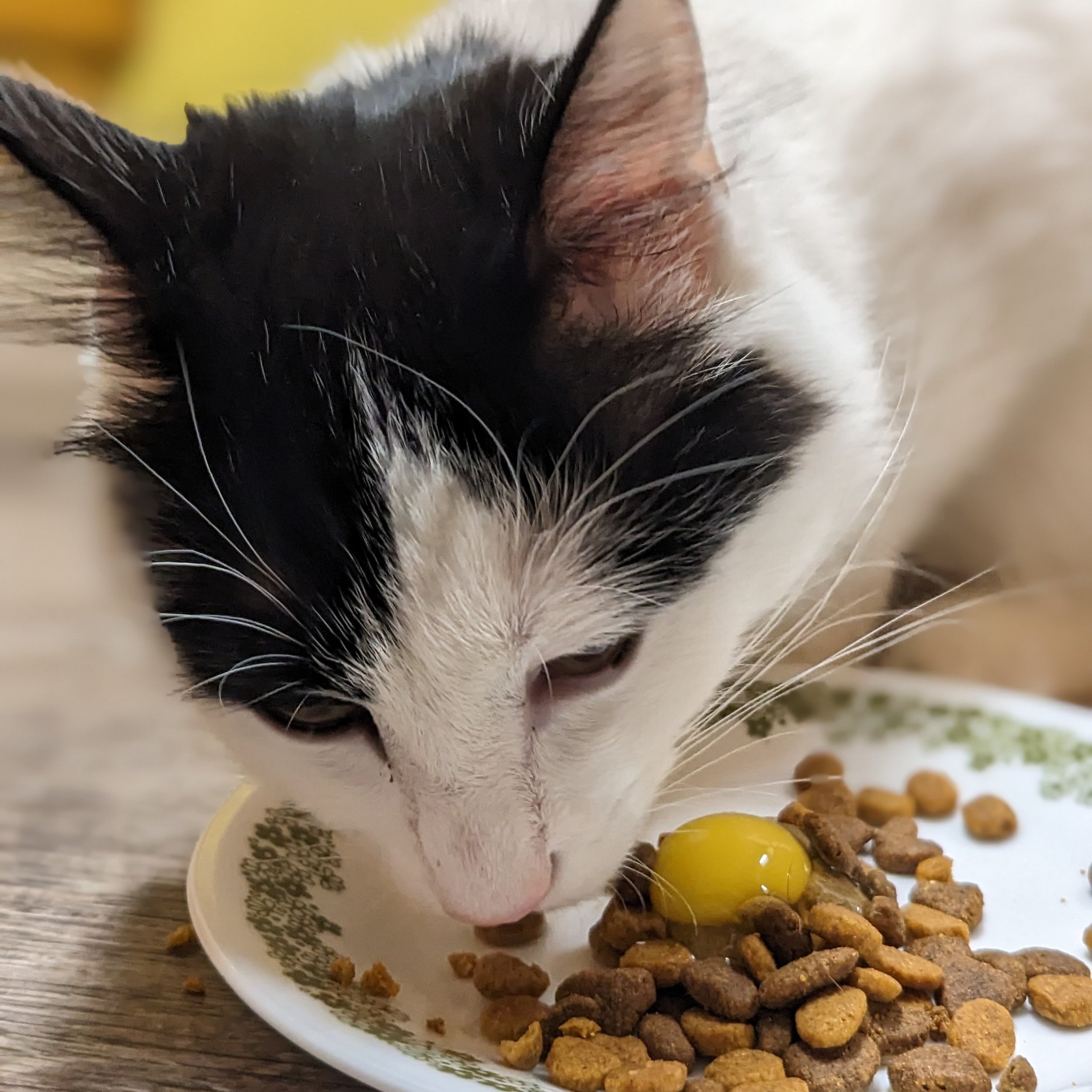 Cat eating Boyd Heritage Quail fresh eggs