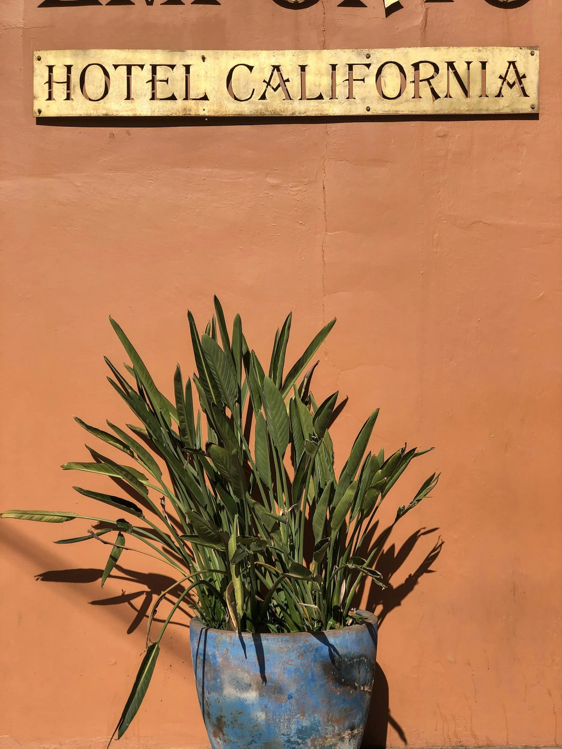 A potted plant with long green leaves against a peach-colored wall with a sign reading 'Hotel California'