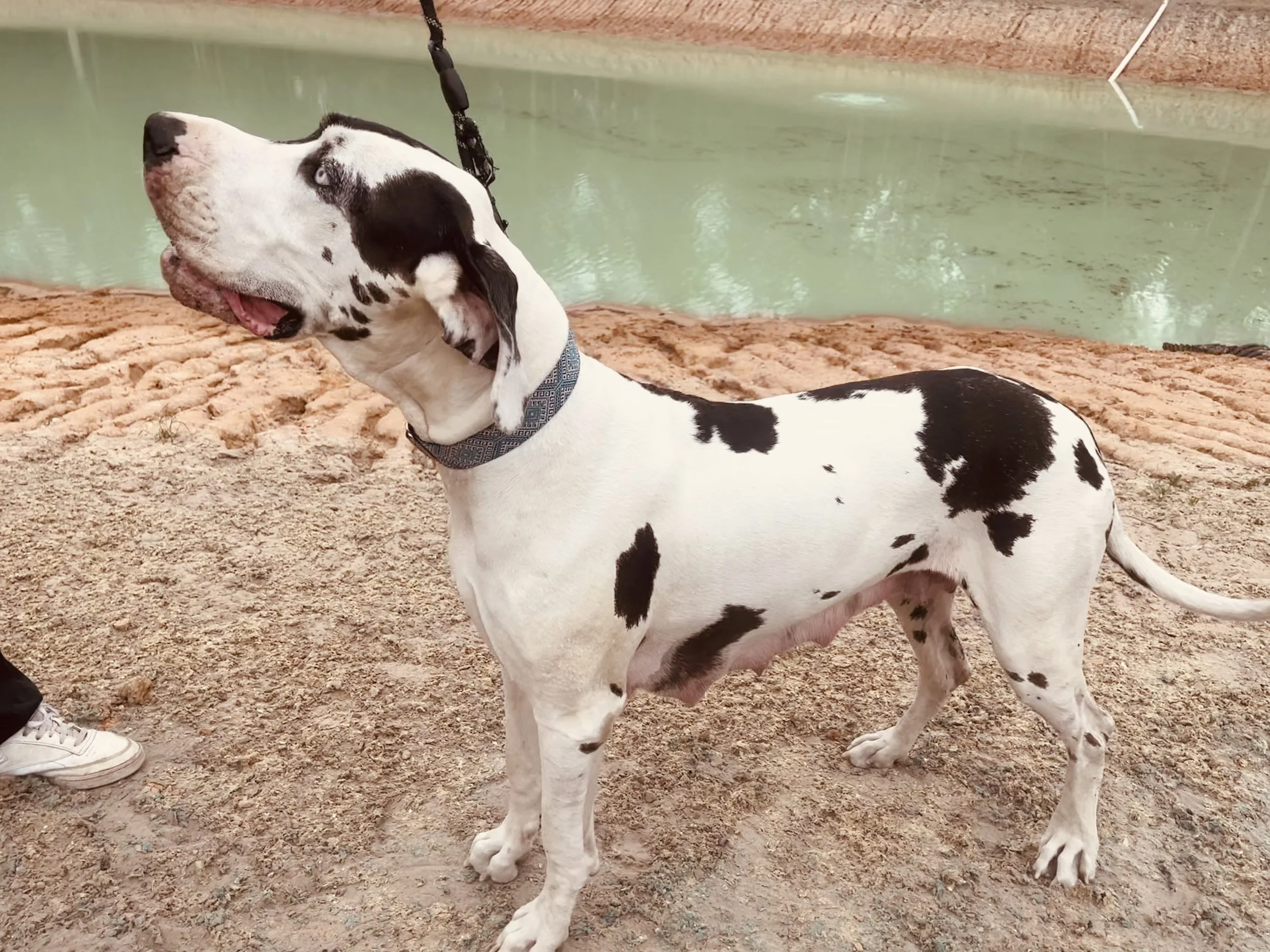 Harley Quinn Brindle Mantle Great Dane Silver Harlequin Great Dane