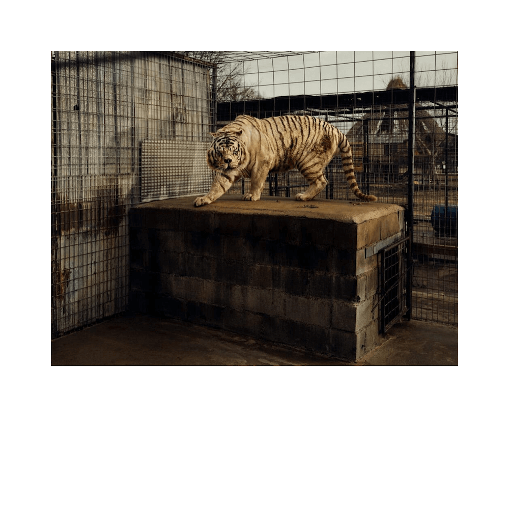 Taryn Simon, White Tiger (Kenny), 2007