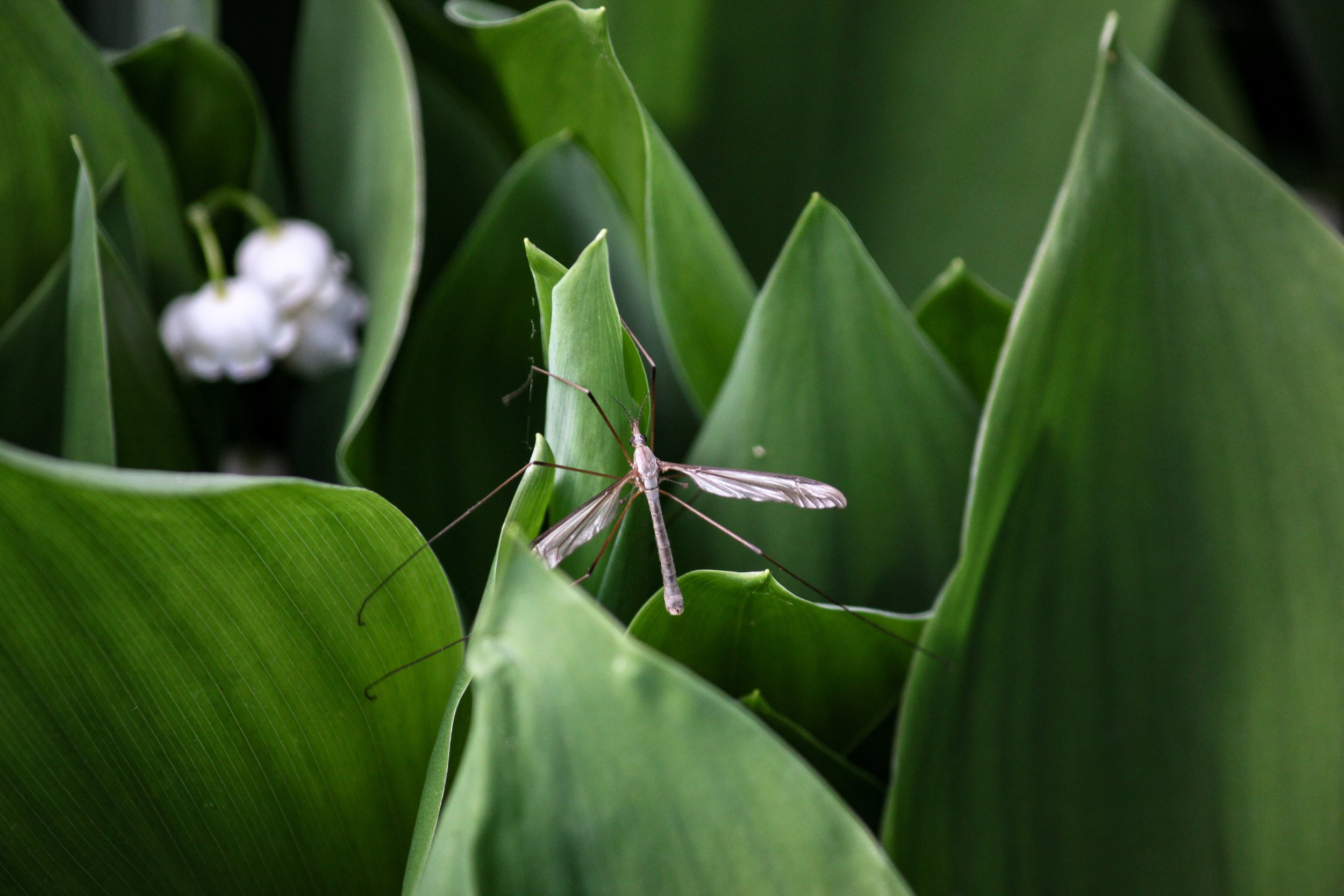 Tipula