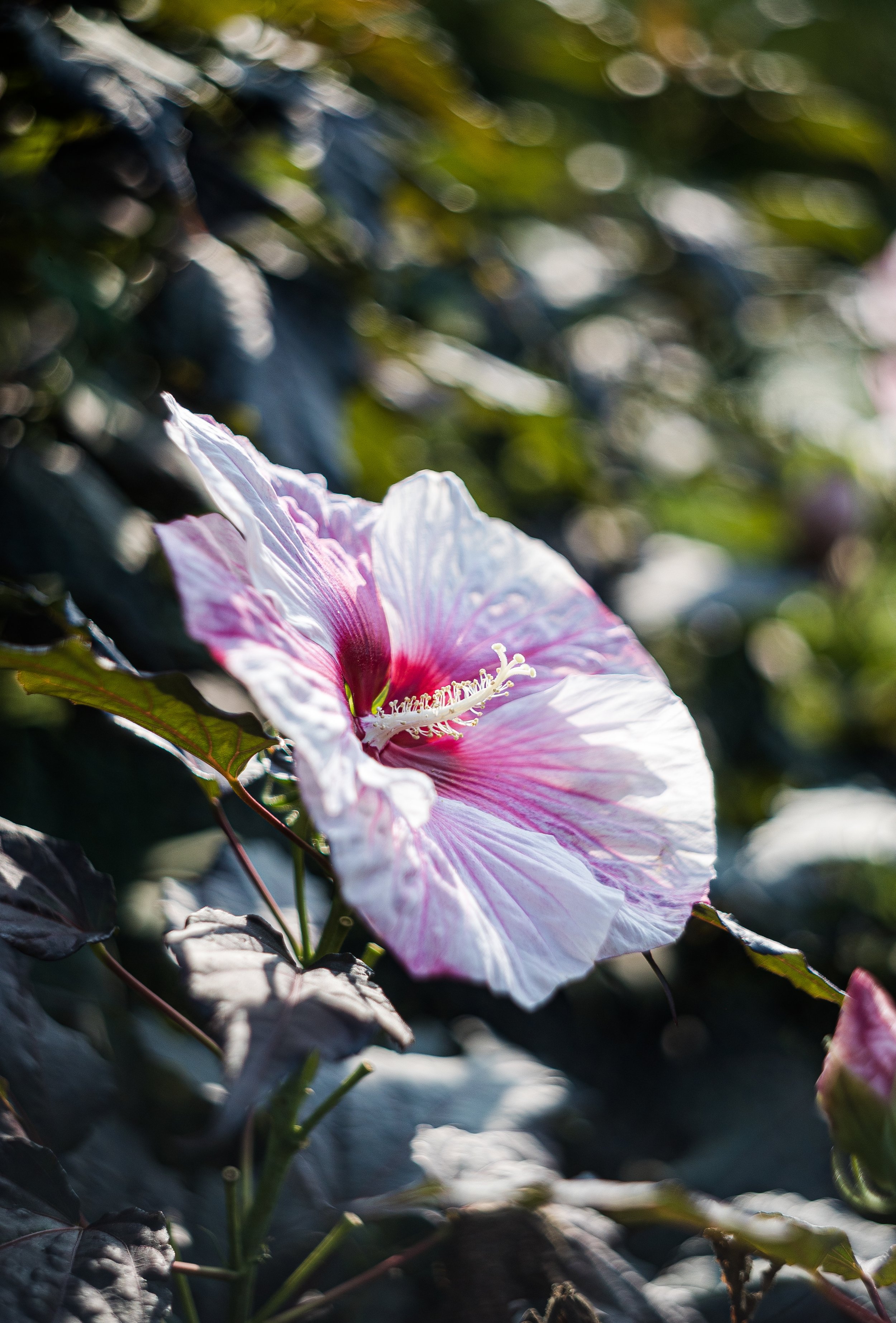 helios test-24-2.jpg