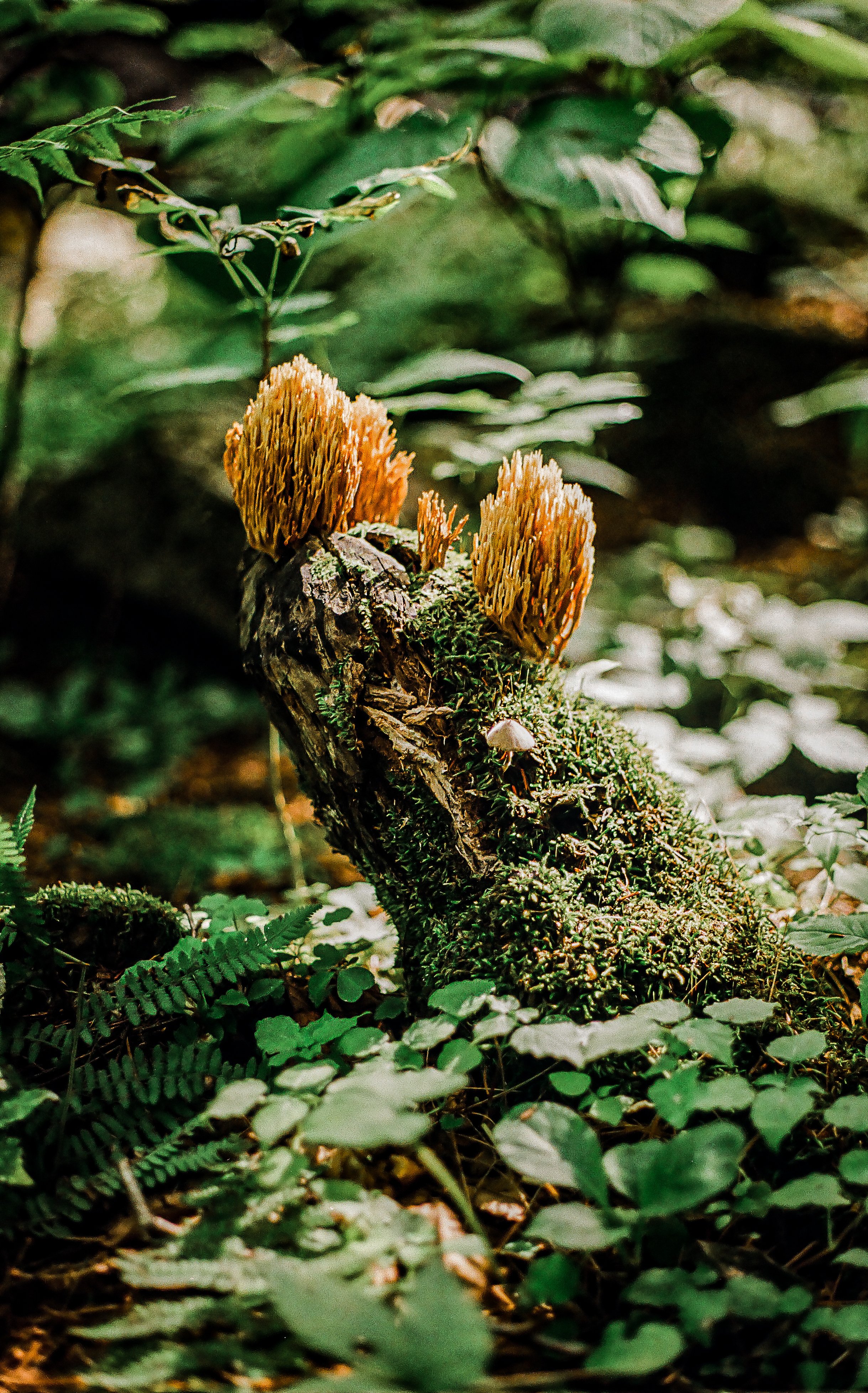fungi-2.jpg