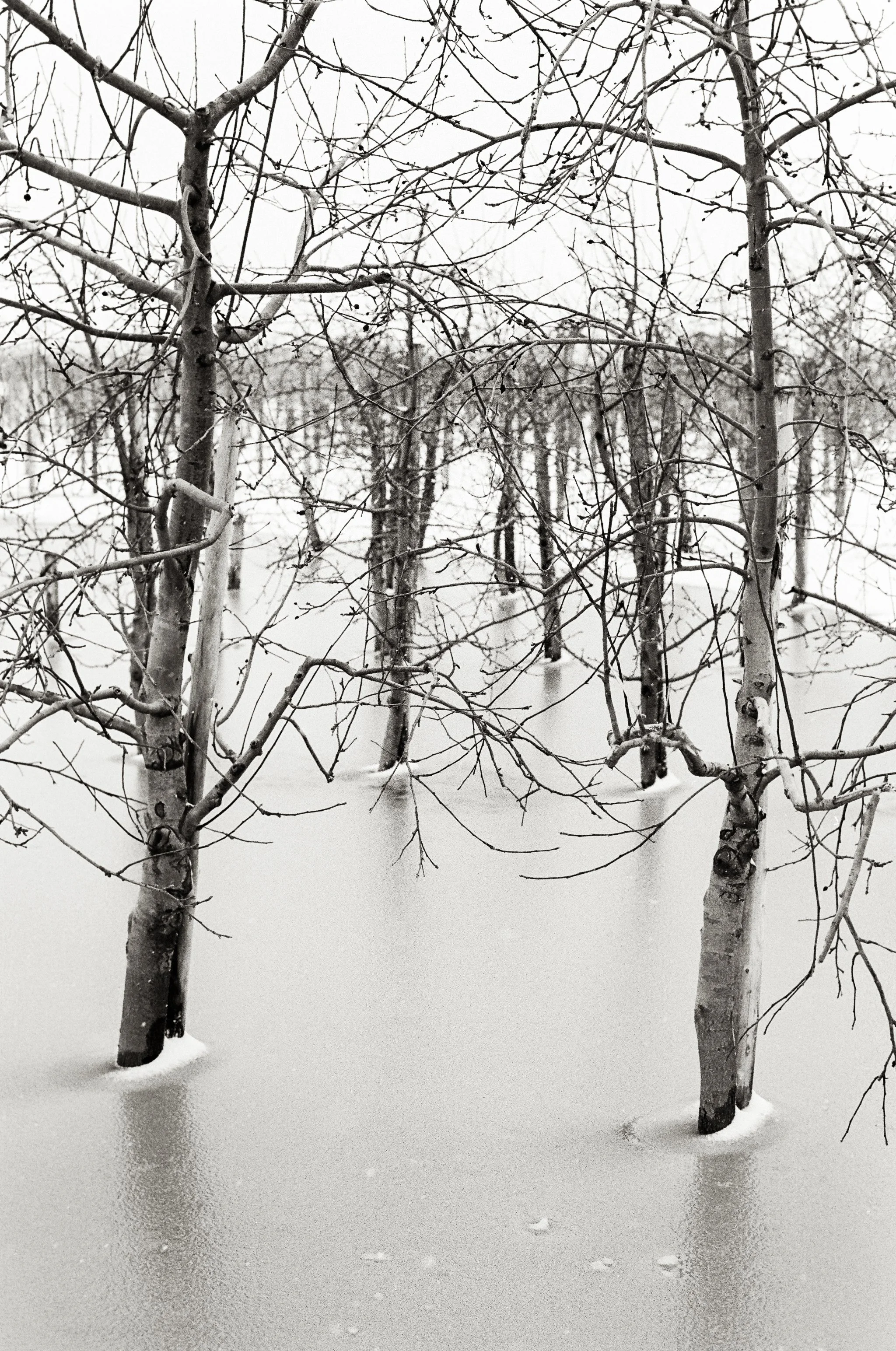 Paused Harvest-1.jpg