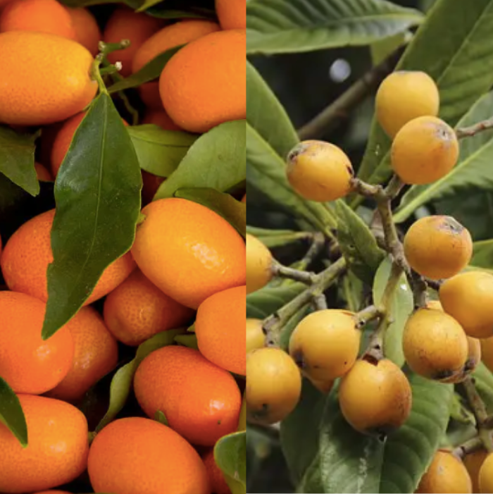 April Abundance: Kumquats &amp; Loquats