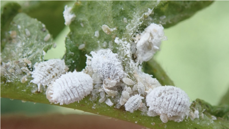 Mealybugs