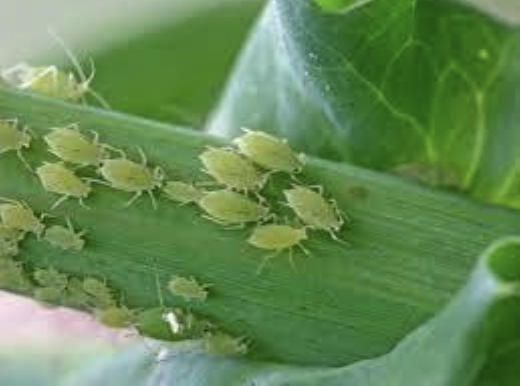 Aphids