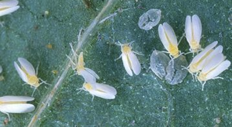 Whiteflies