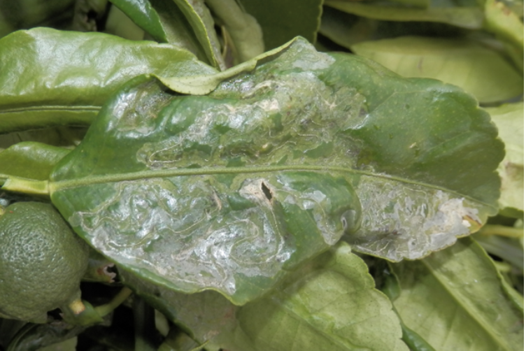 Leaf Miner