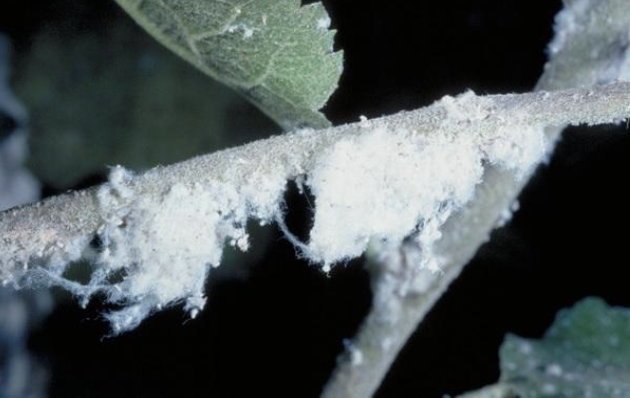 Wooly Aphids