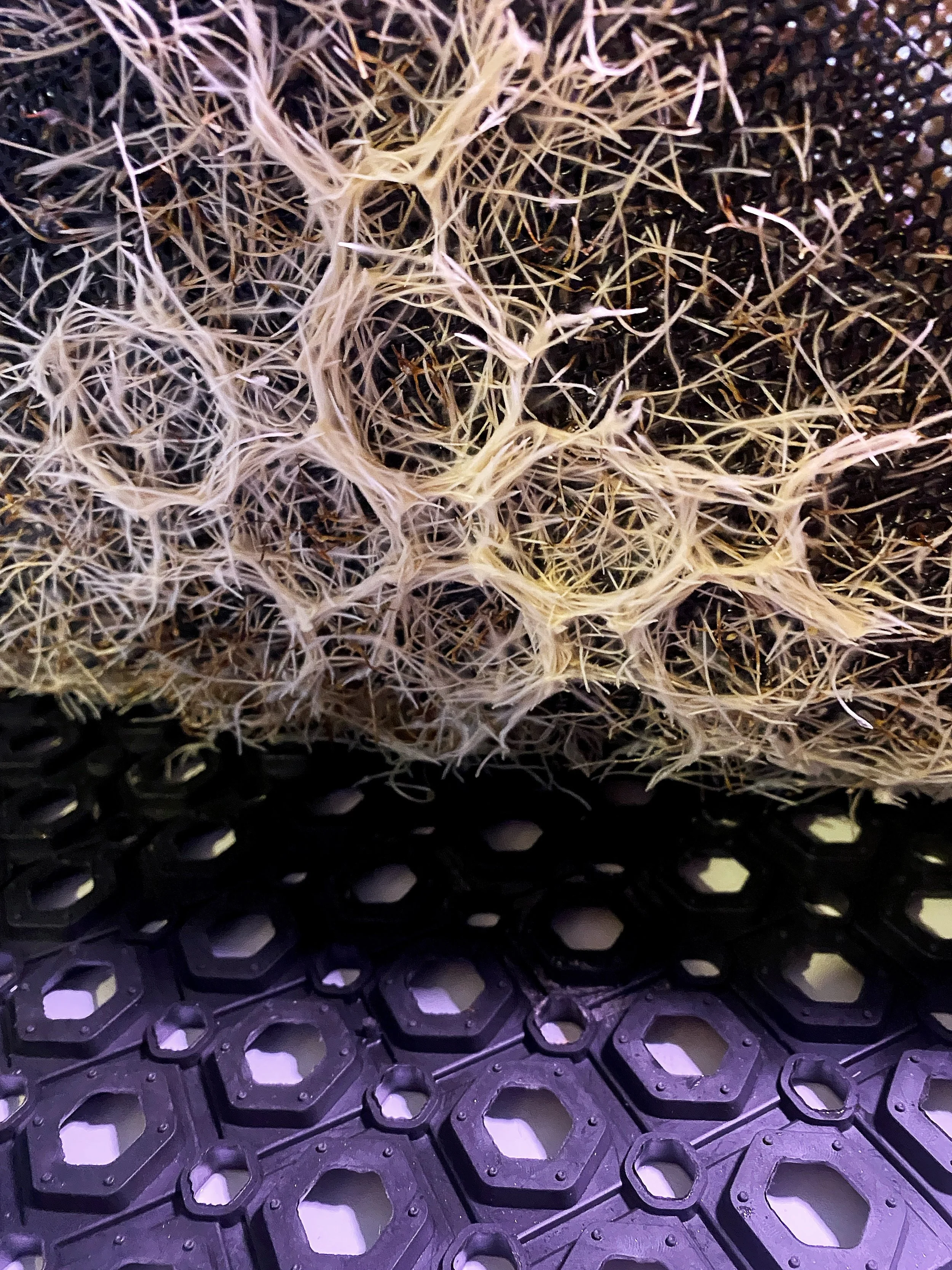 Wheat Grass Root Weaving