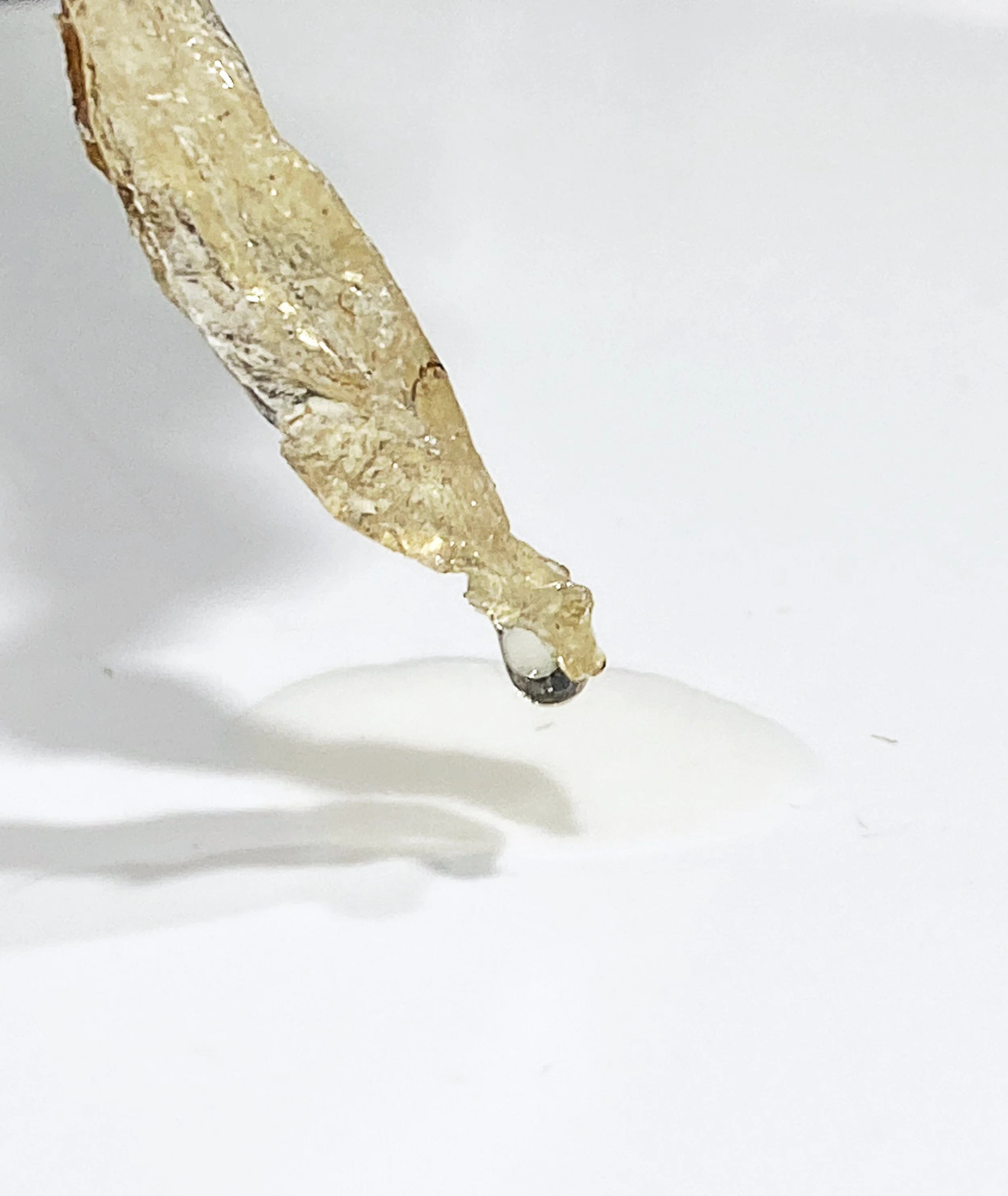 Combining Bioplastic with Root Systems