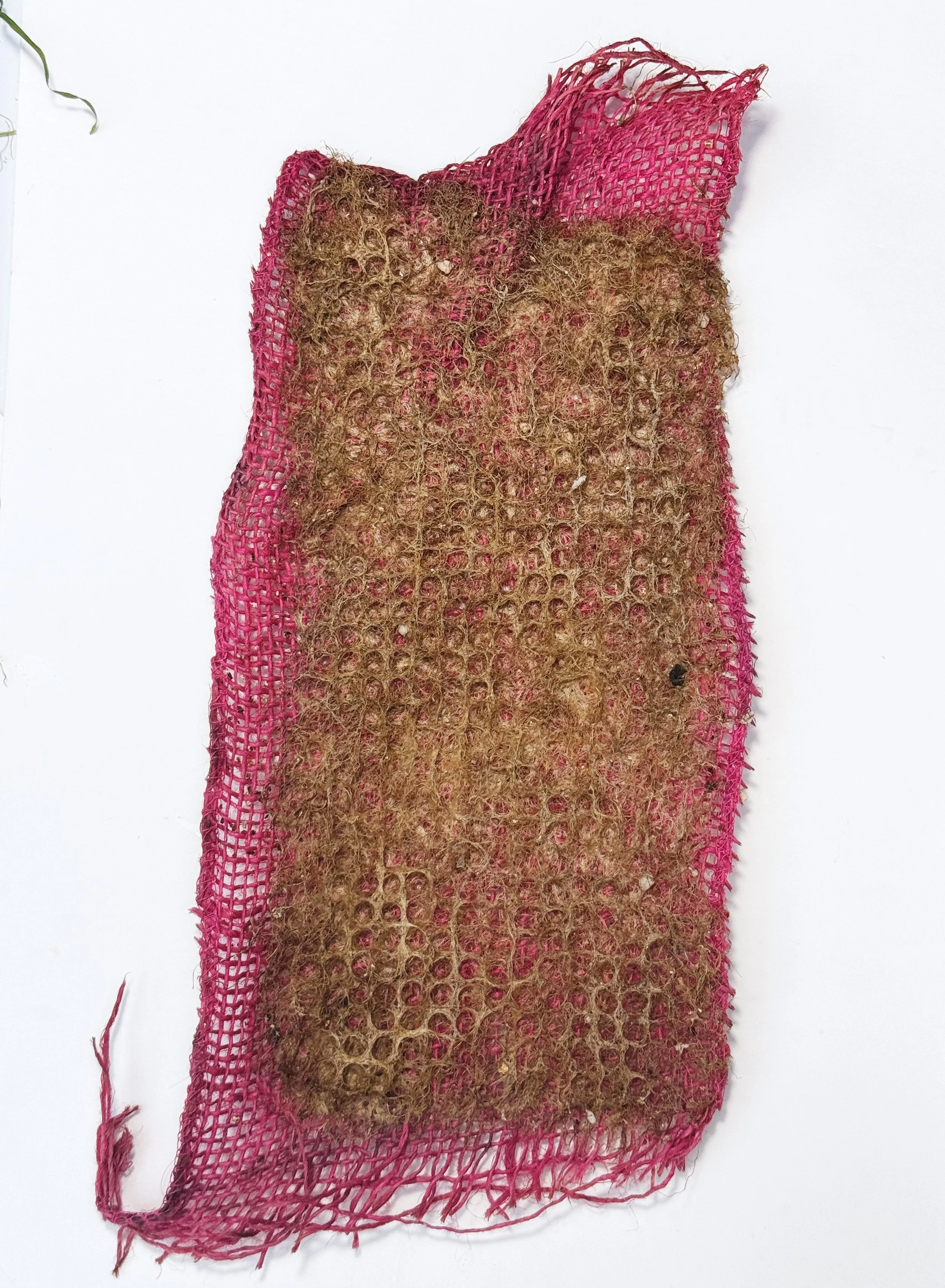 Roots System Agar Grass harvest 2 a.JPG