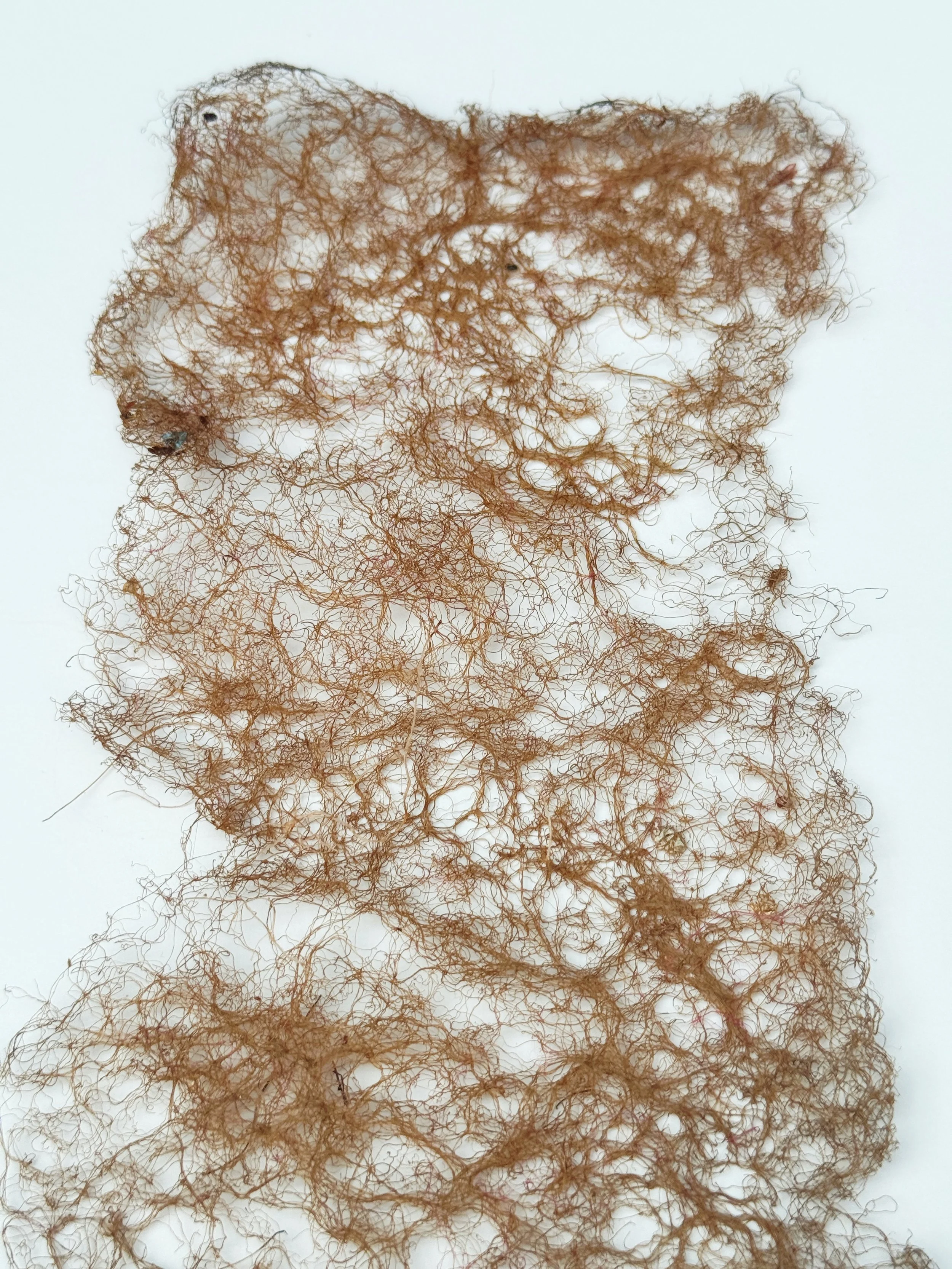 Roots System Agar Grass harvest 1b.JPG