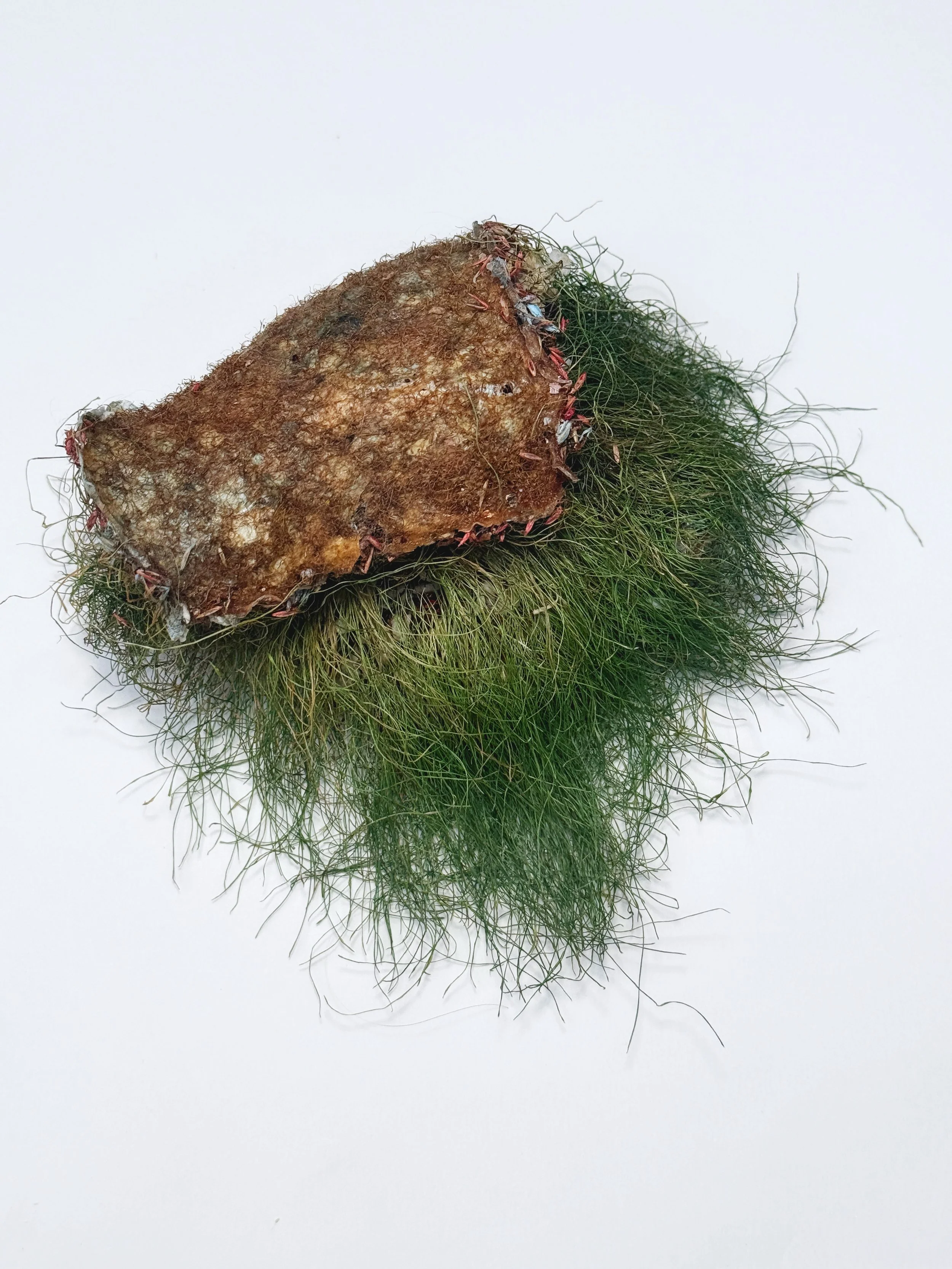 Roots System Agar Grass dry 1.JPG
