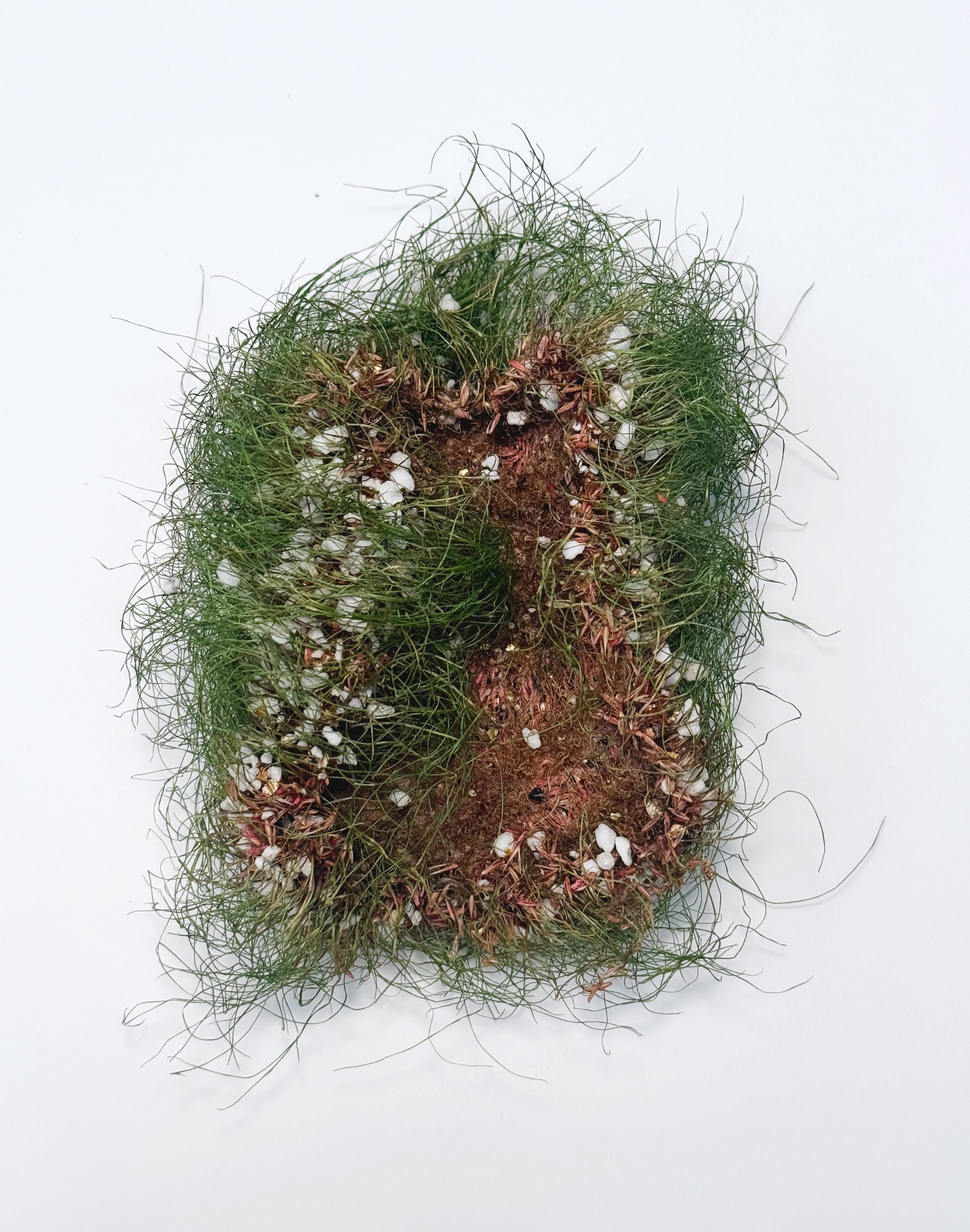 Roots System Agar Grass dry 2.JPG