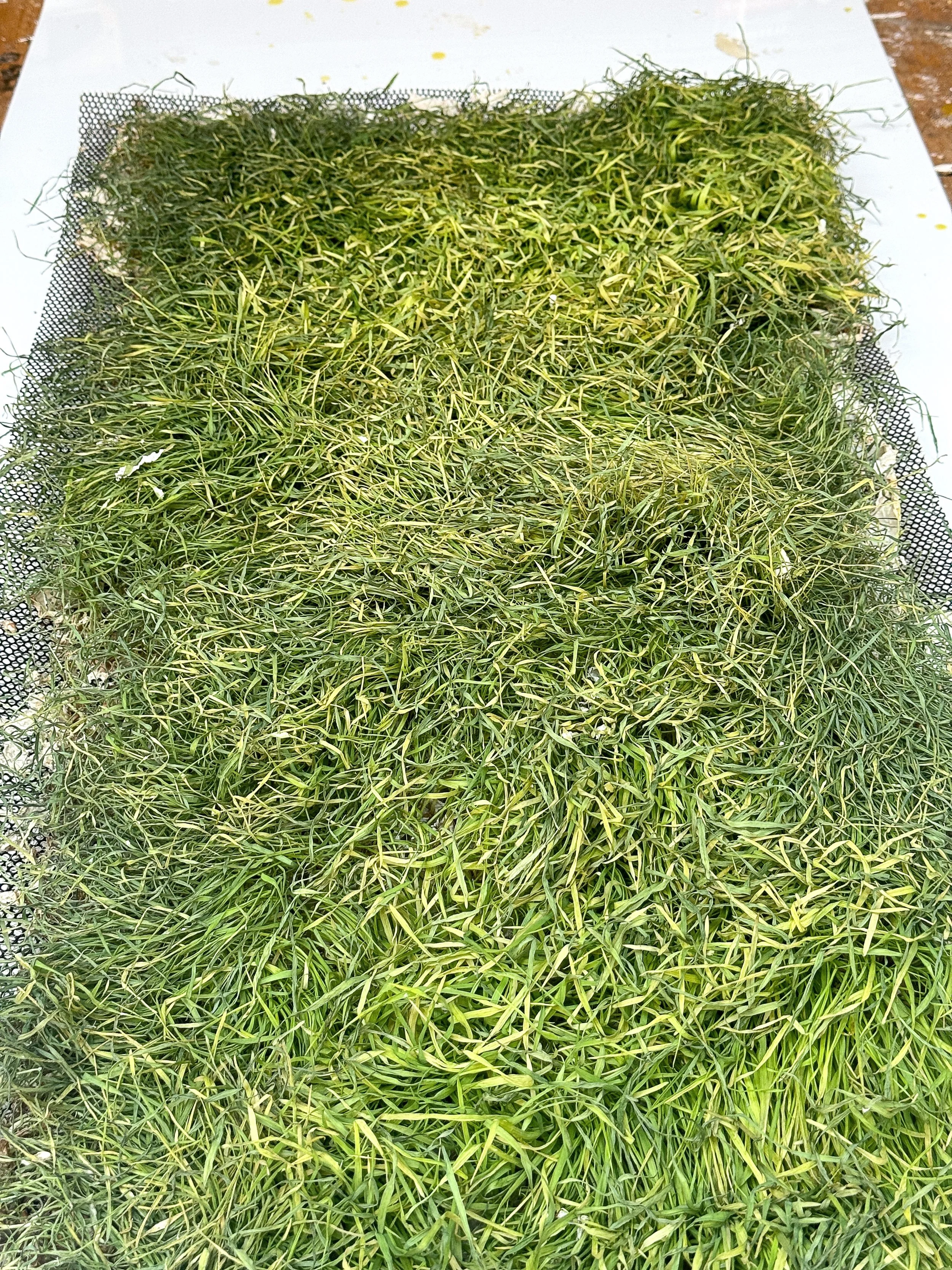 Roots system Oats large 1a.JPG