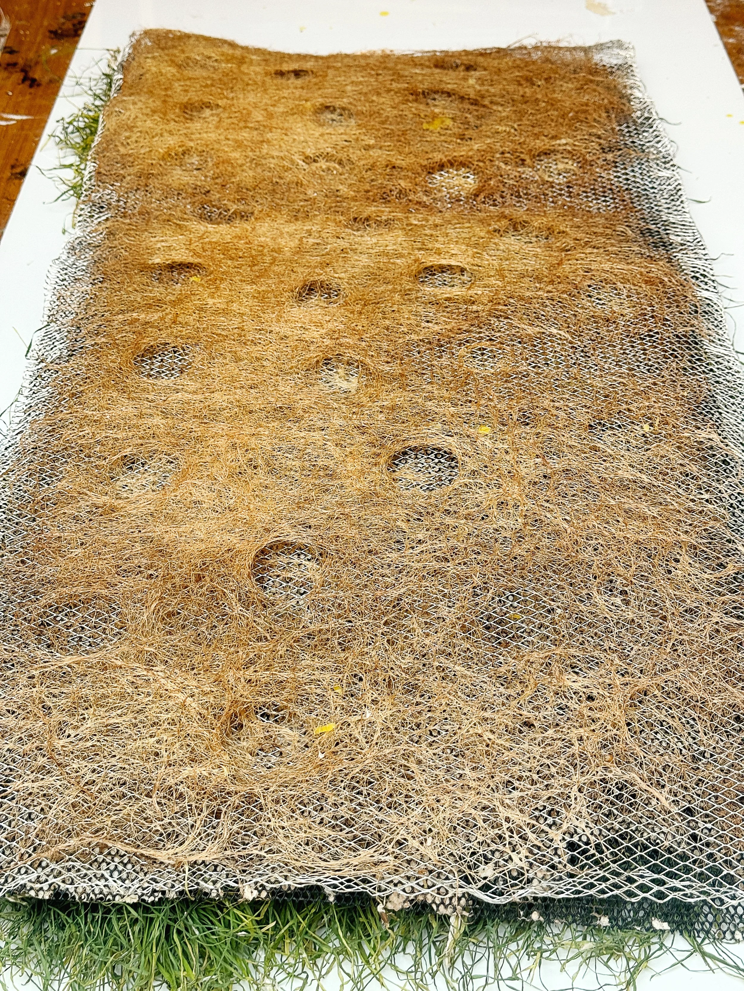 Roots system Oats large 1.JPG