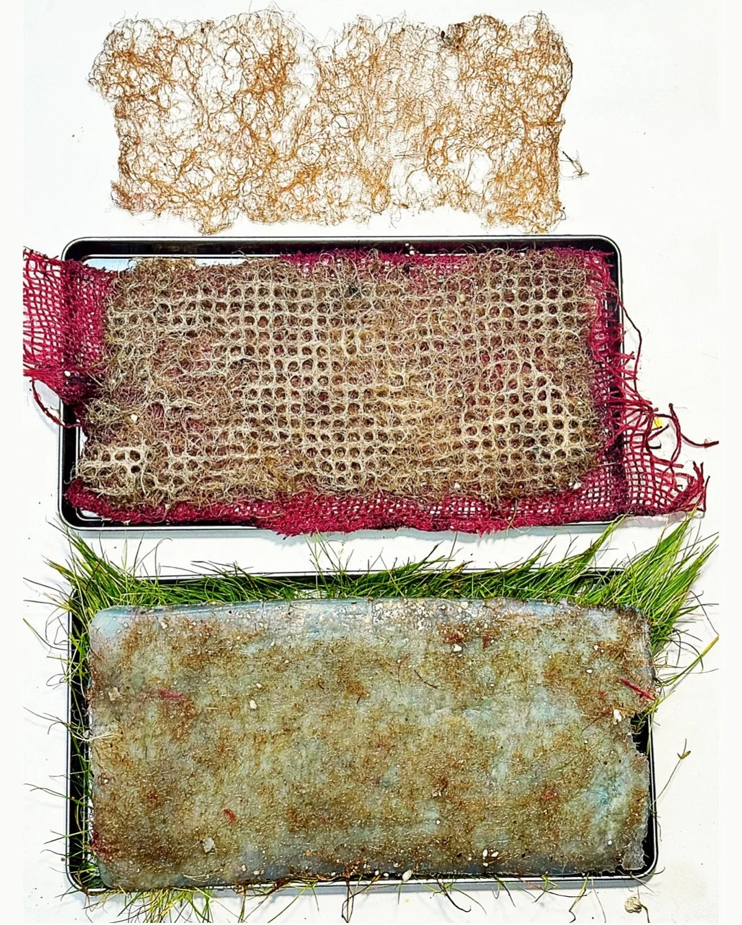 Roots System Agar Grass harvest 2.JPG