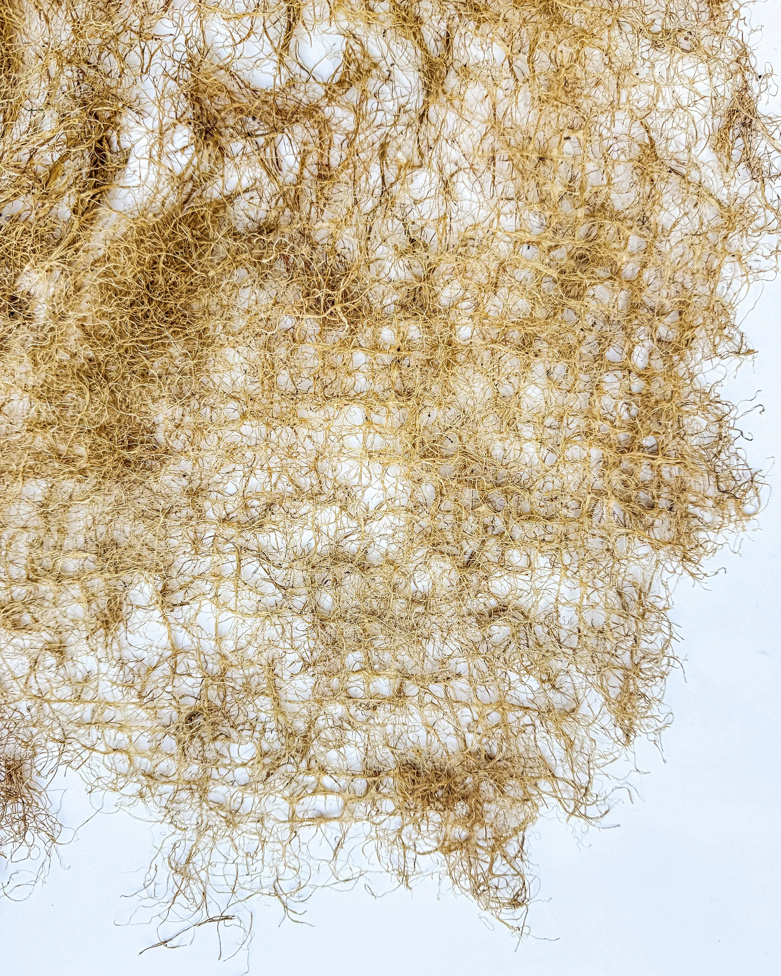 Roots system Wheatgrass large 1.JPG