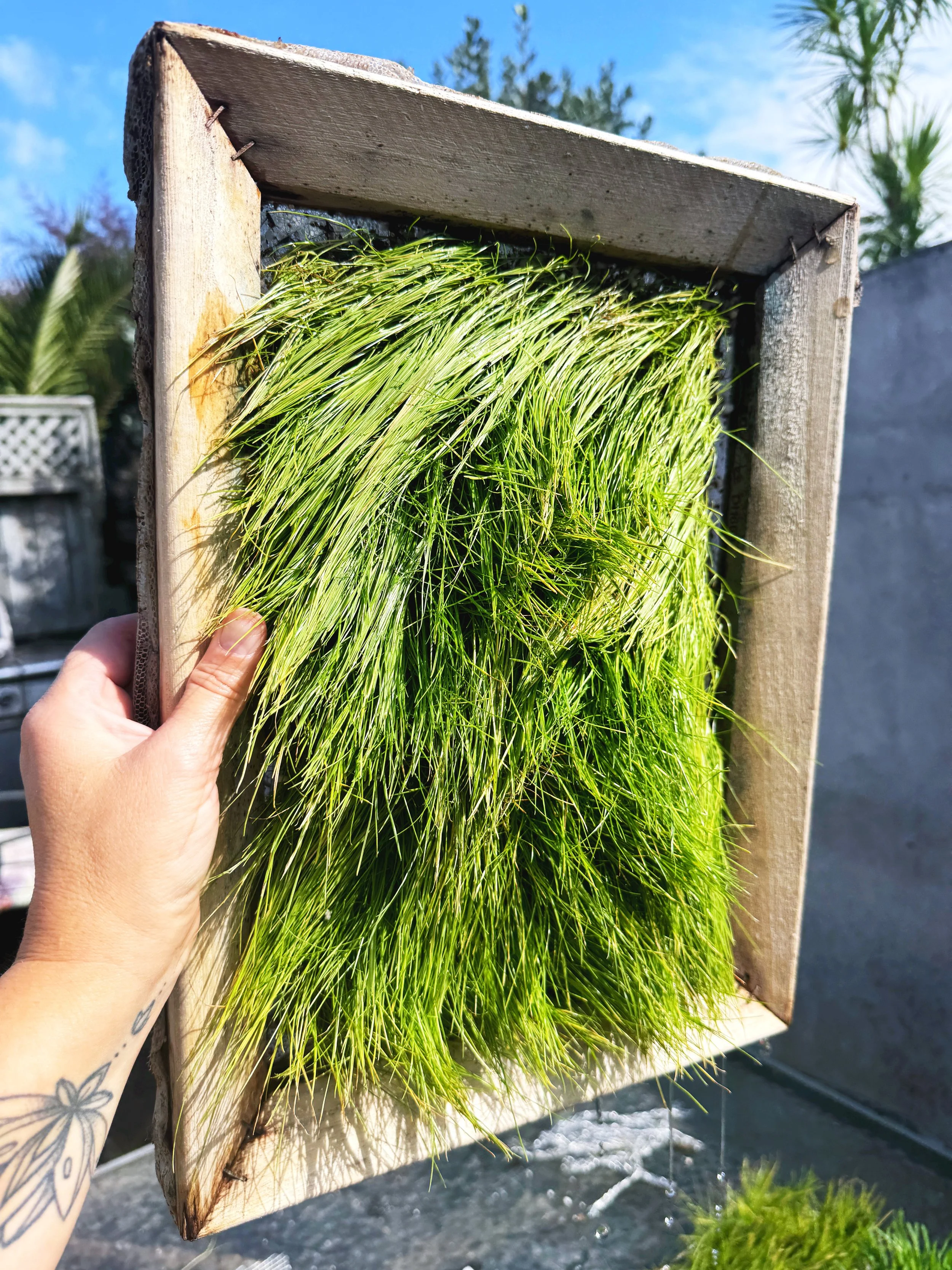 lawn frame.JPG