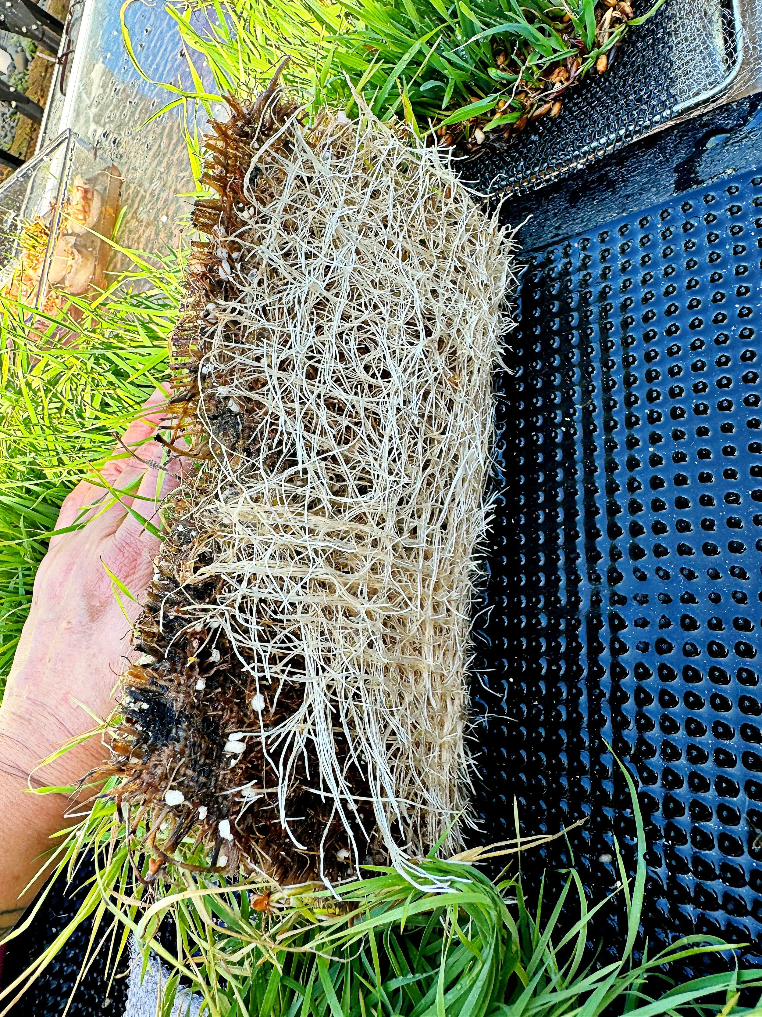 wheatgrass square.JPG