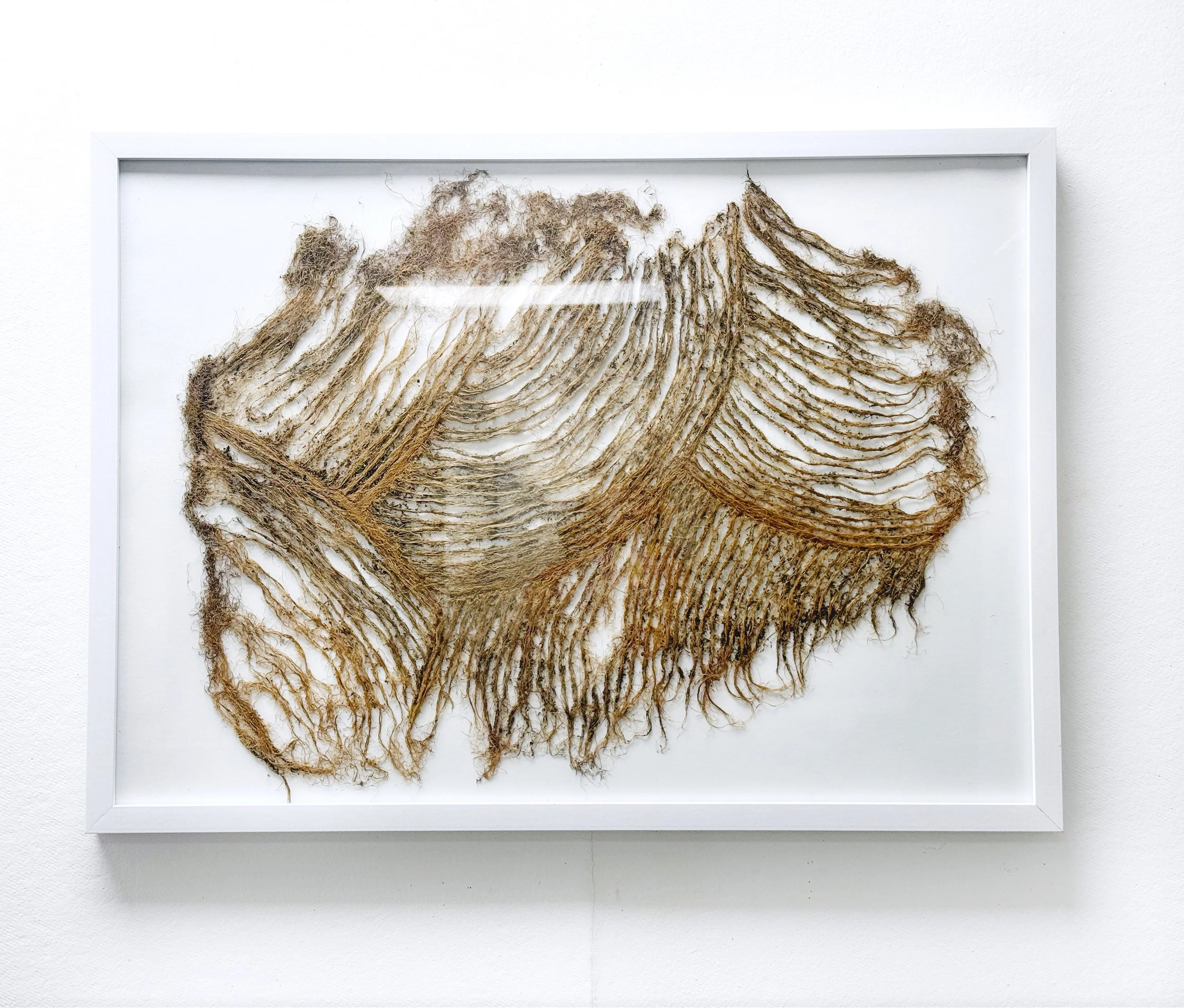 Framed Root System.JPG