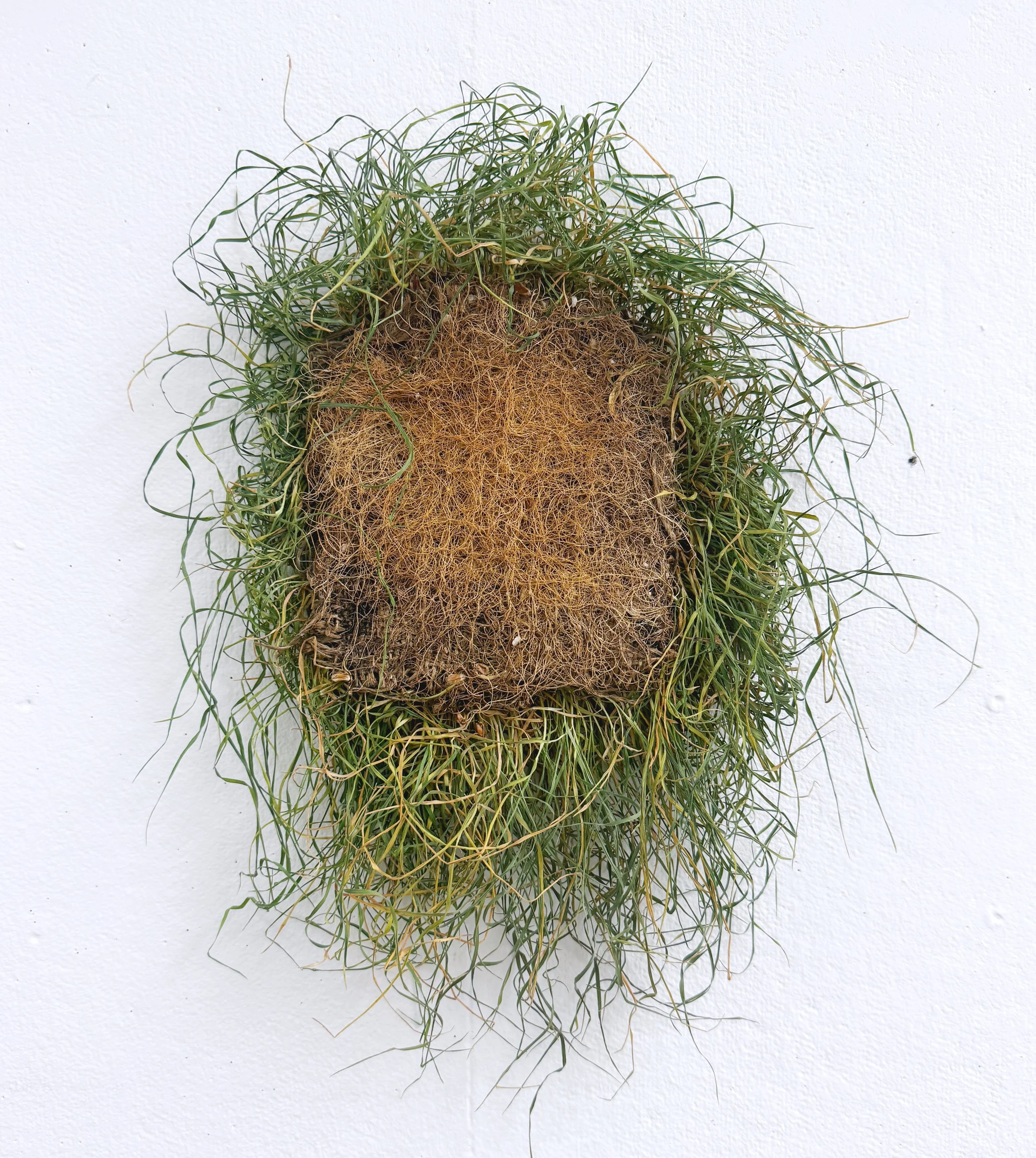 Grass Roots Wall 2.JPG