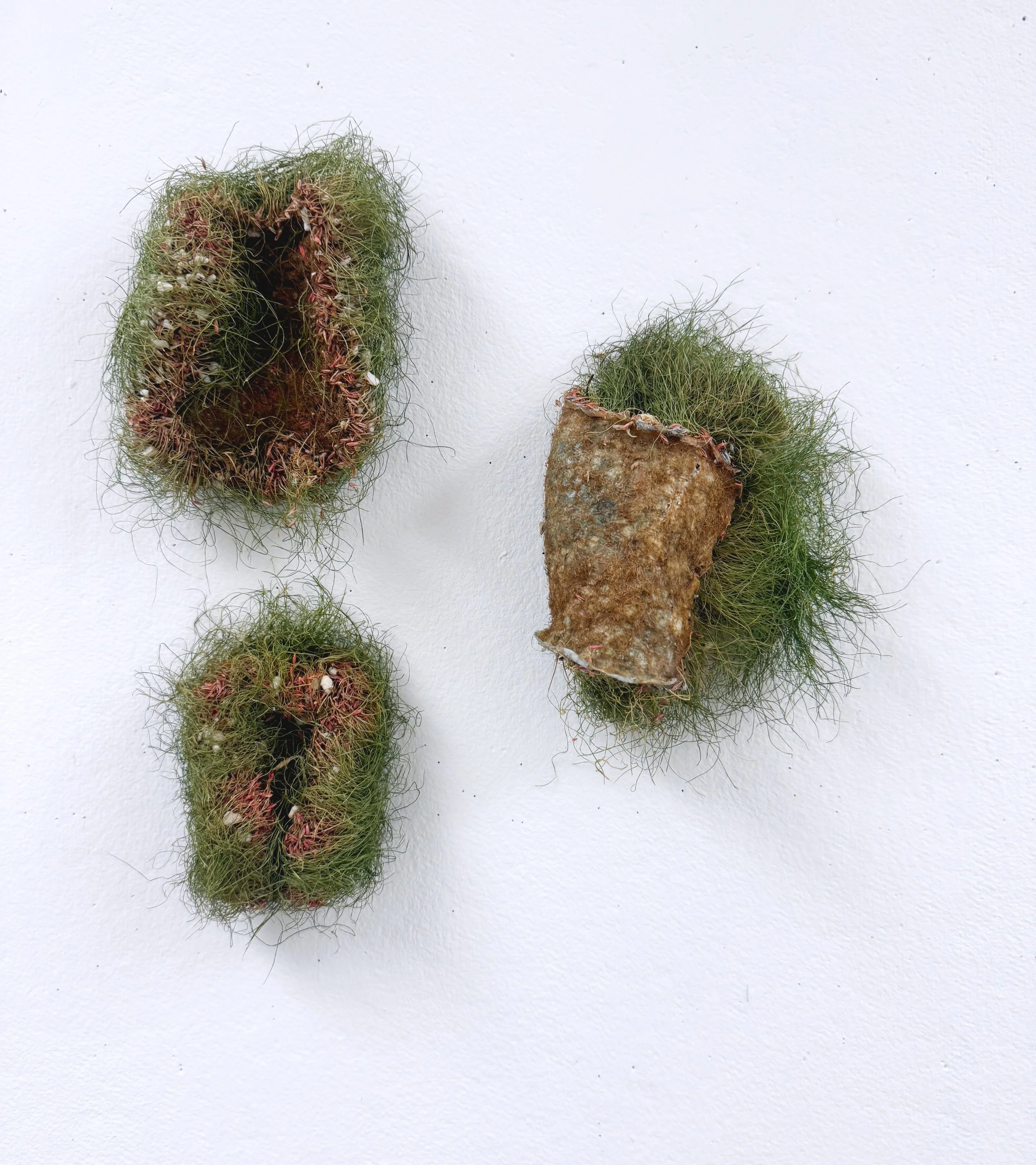 Grass on agar dry tript.JPG