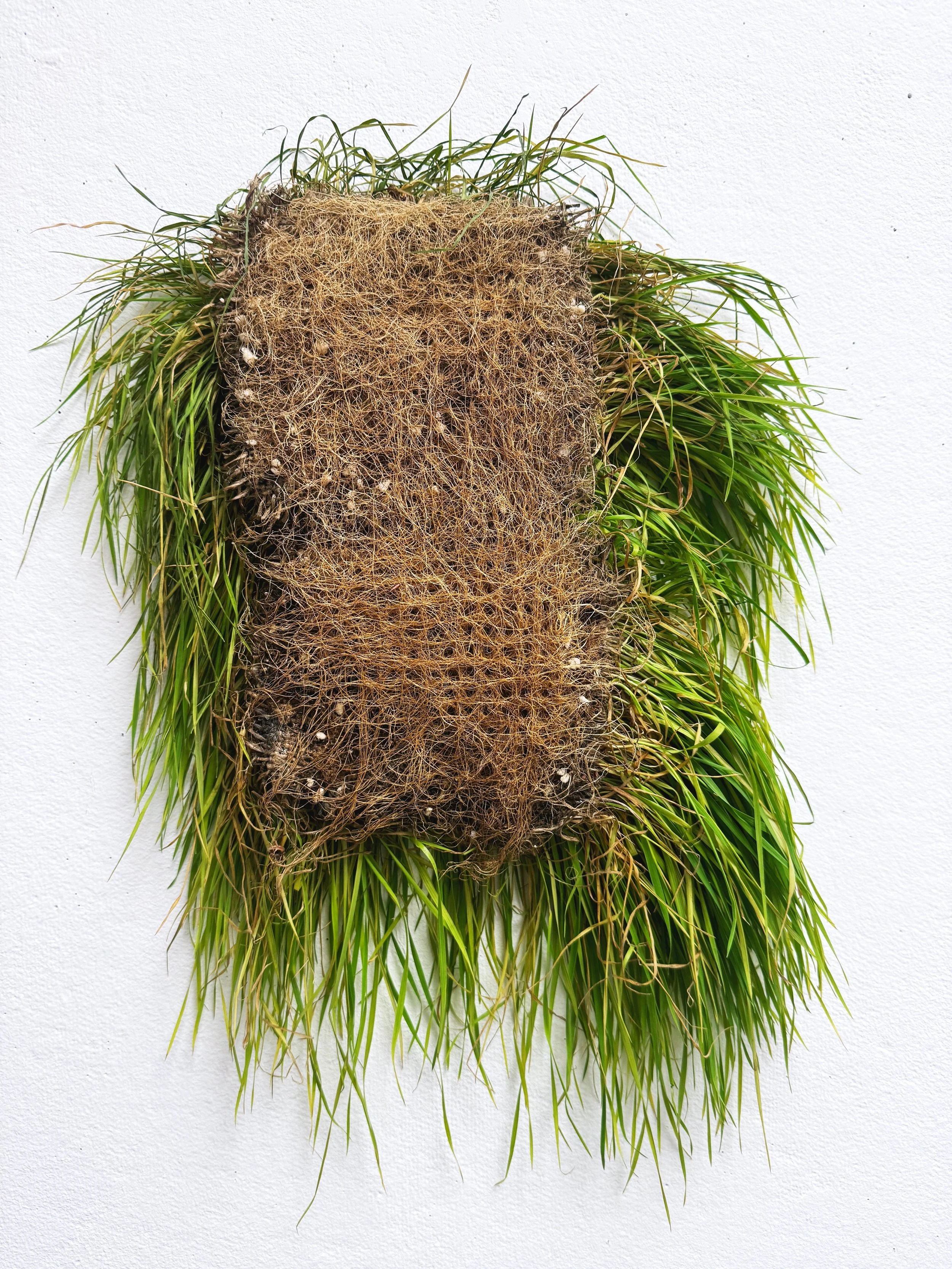 Grass Roots wall.JPG