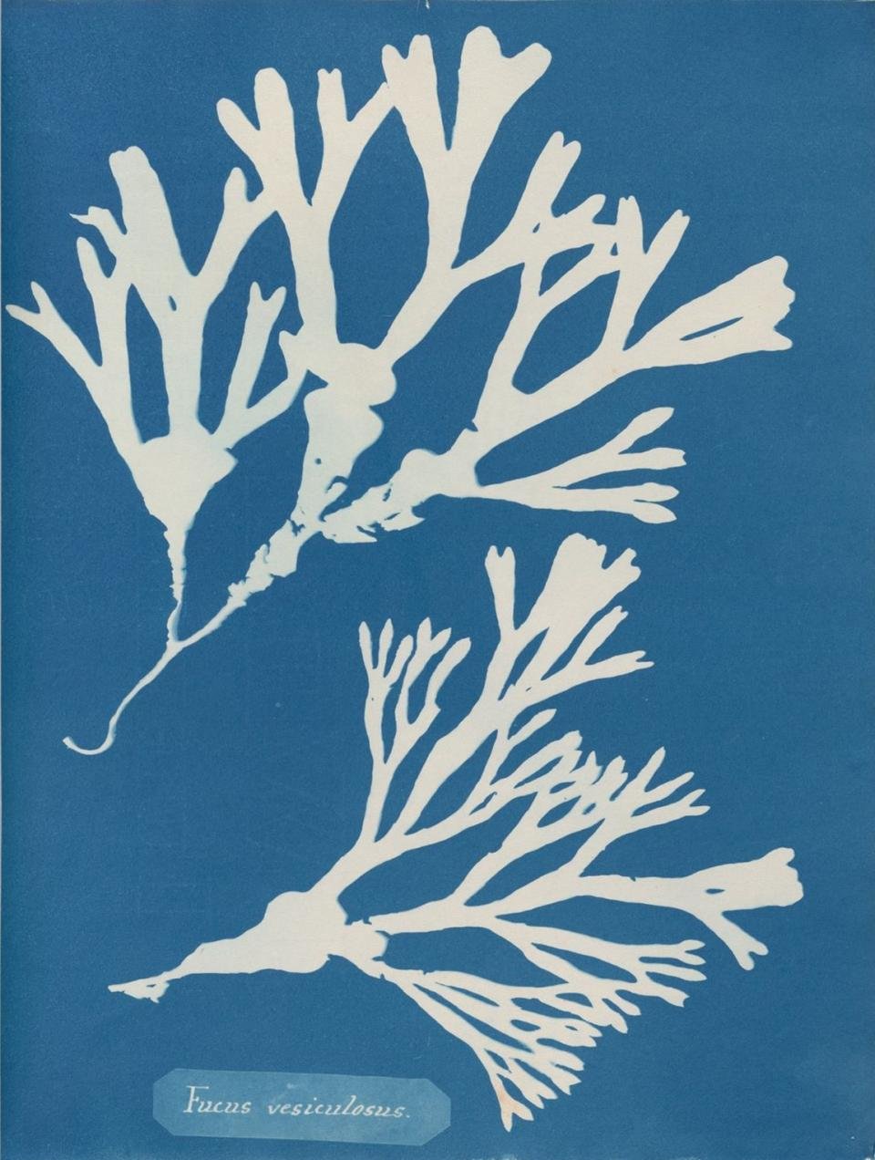 Fucus Vesiculosus AA.jpeg