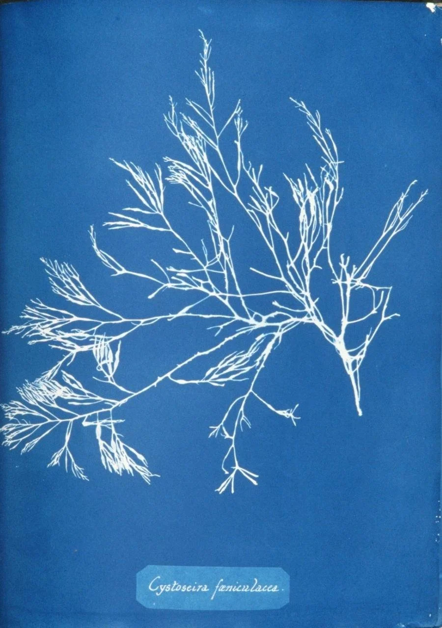 Anna Atkins &amp; Cyanotypes
