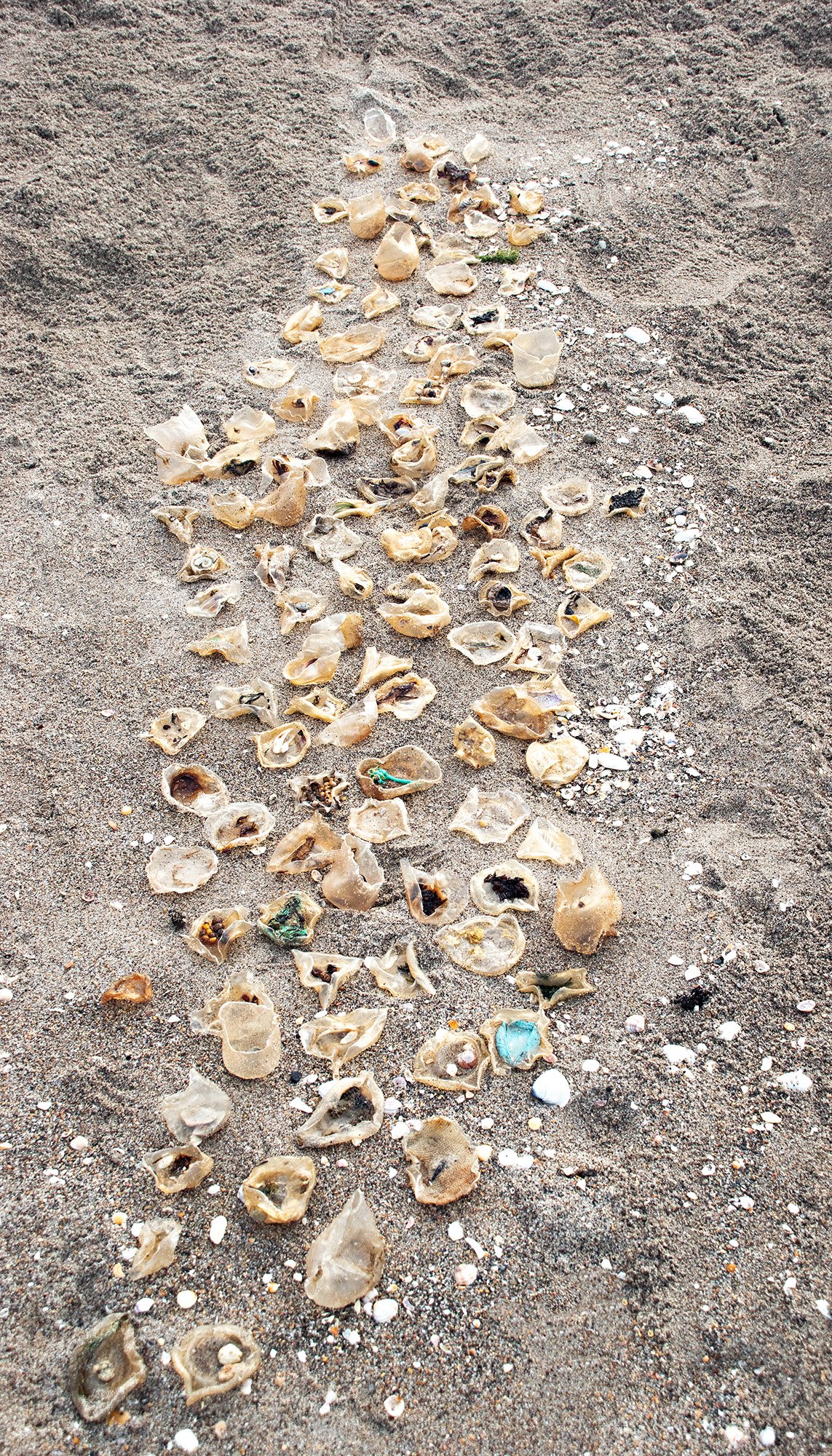 Wrack Line - beach 1.jpg