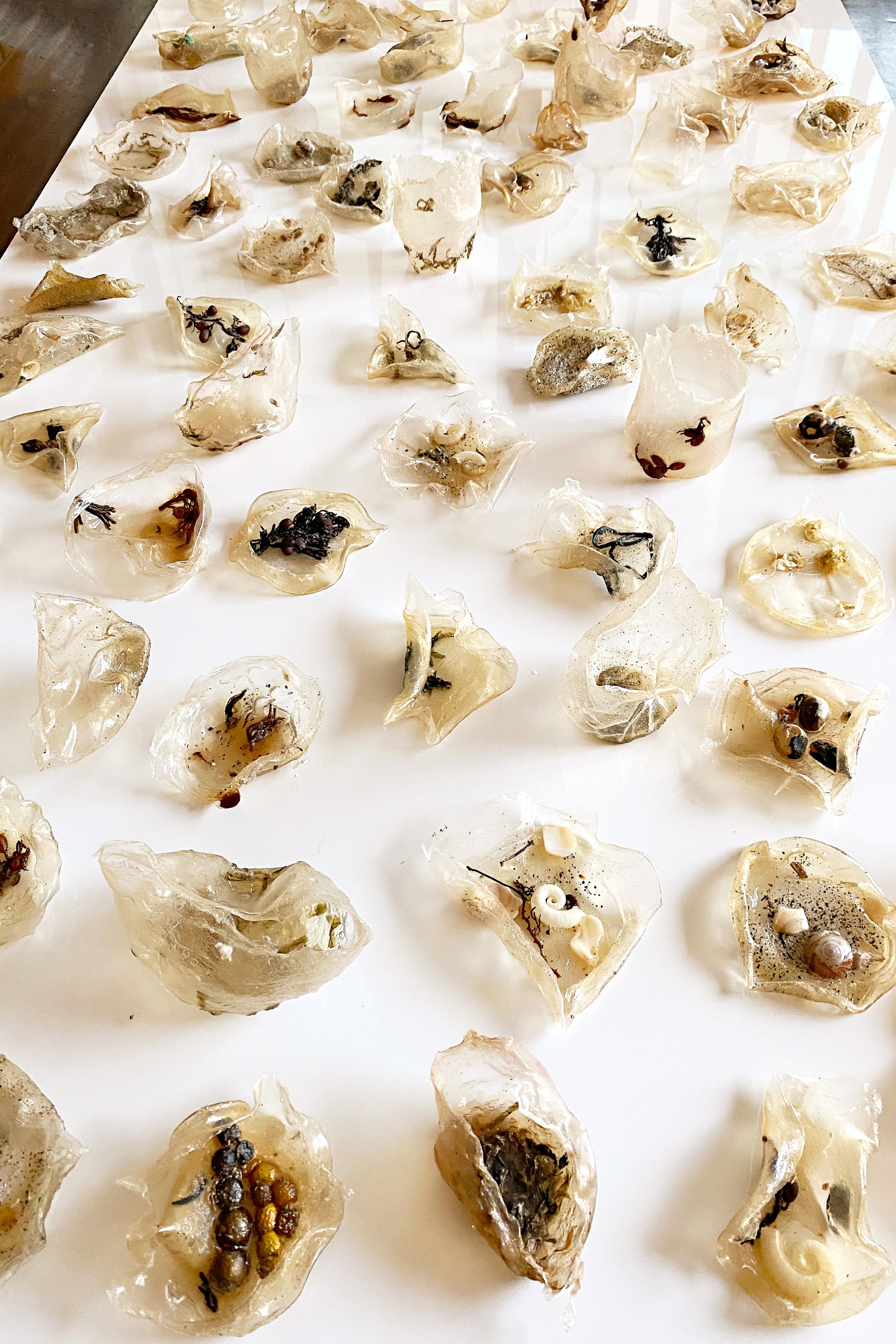 Wrack Line - white.jpg