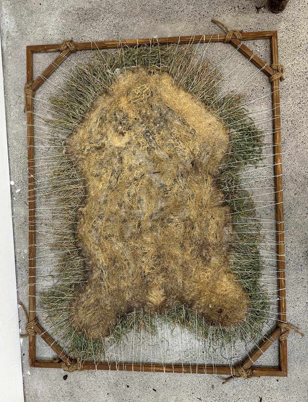 Oatskin Hide (root system)