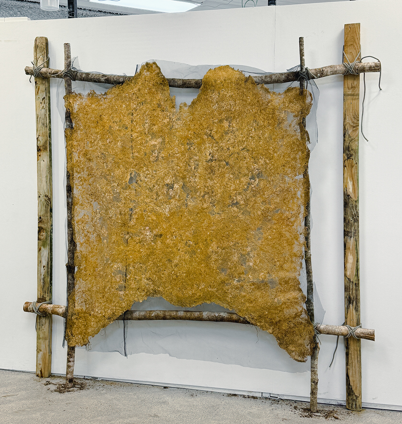 Plant-Based Hide (root system)