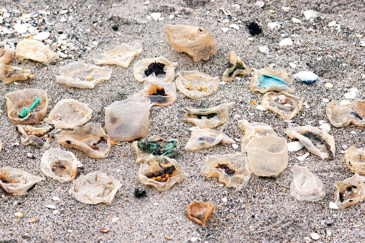 Wrack-Line---close-2.jpg